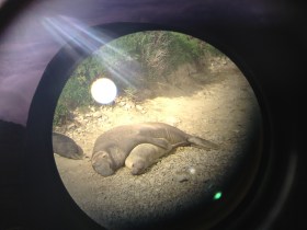 Photograph of elephant seals during mating season at Point Reyes National Park. The photography was taken through a telescope.