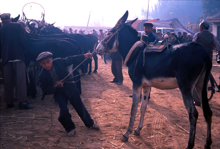 Young man with donkey at animal market in Kasgar, China.