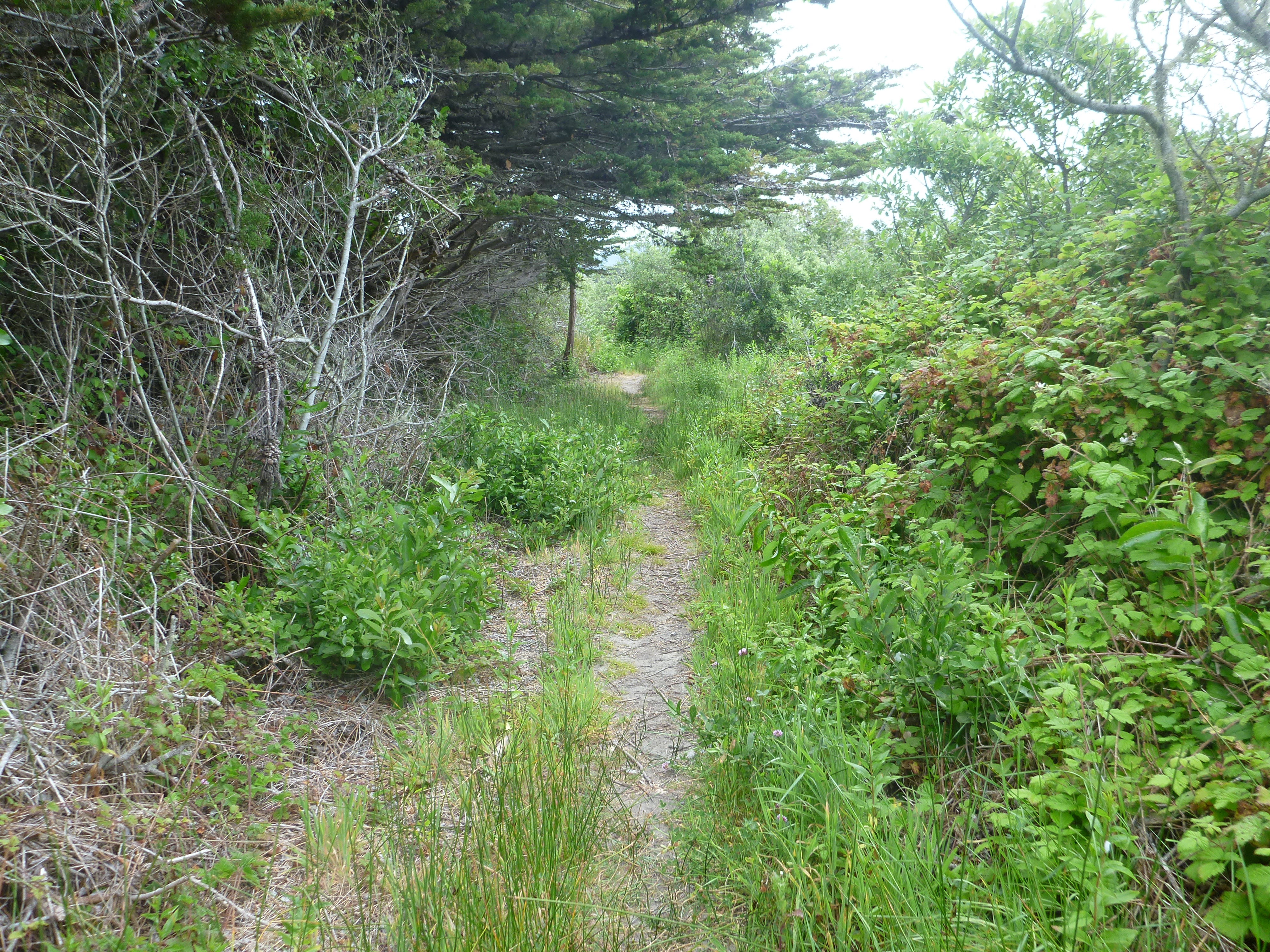 Pathway out to North Point Beach, Ano Nuevo State Park Reserve.