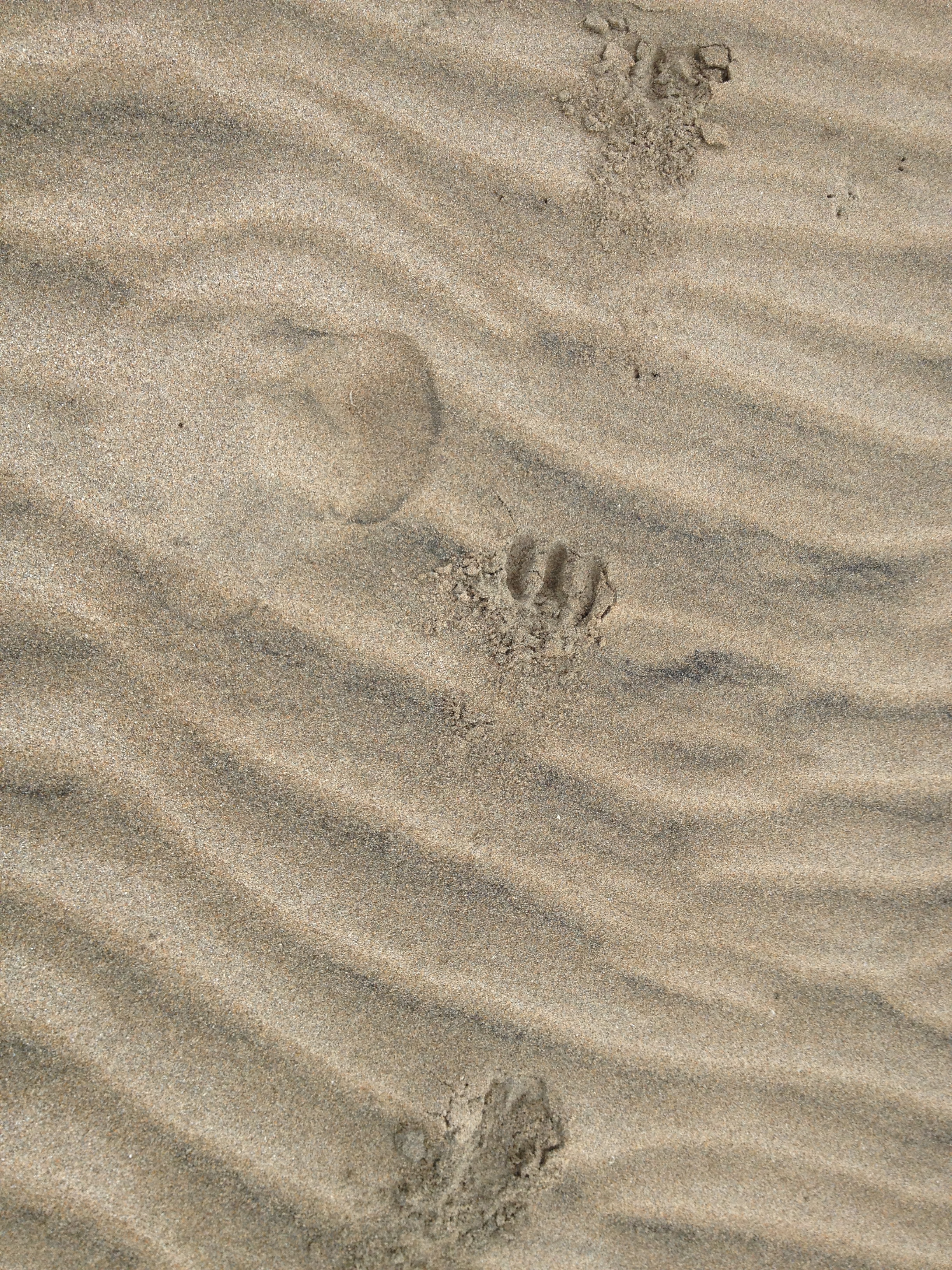 The toes are clearly delineated.