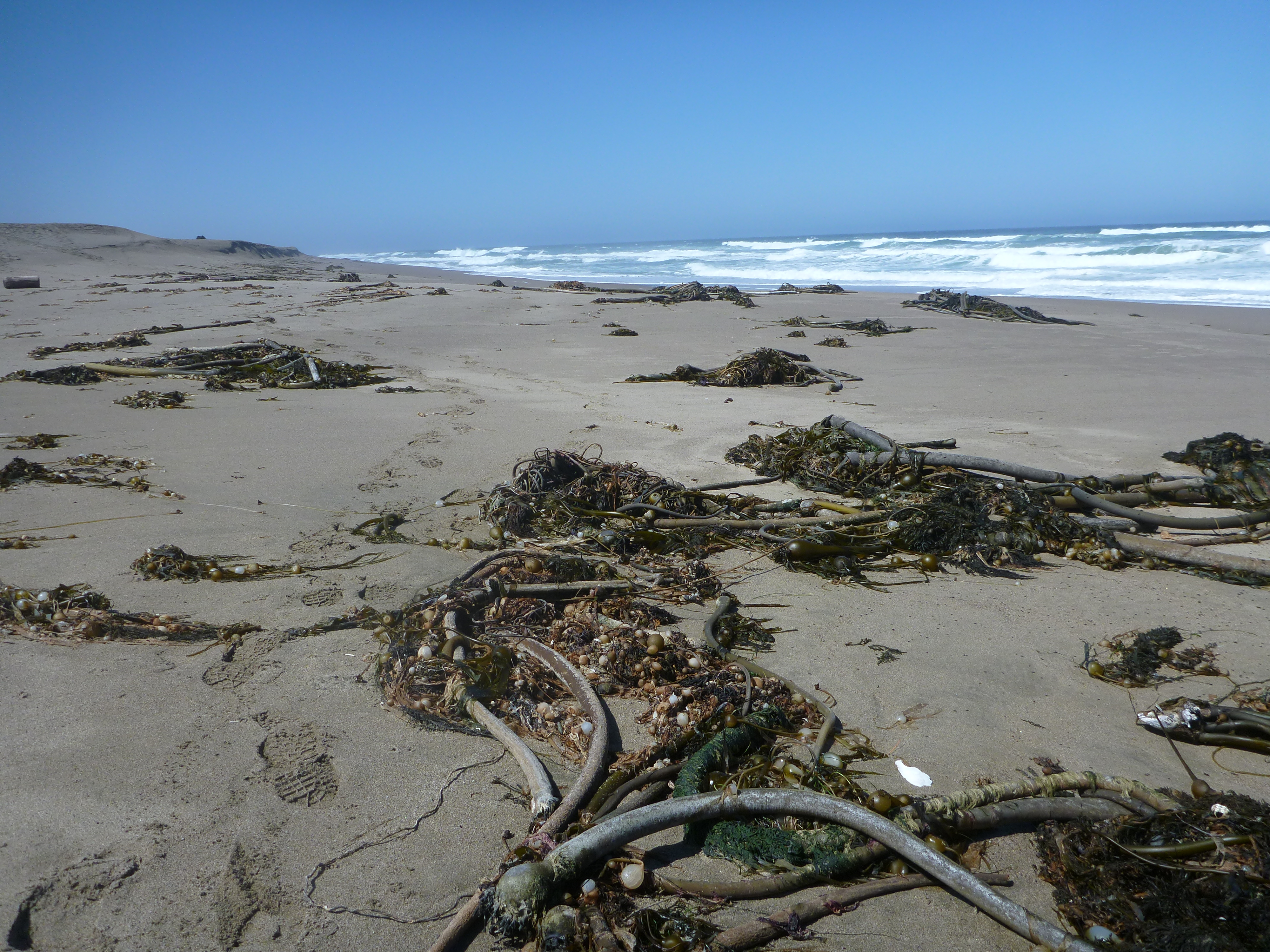 Photograph of sea kelp at the Great Beach in Point Reyes Beach with sea kelp