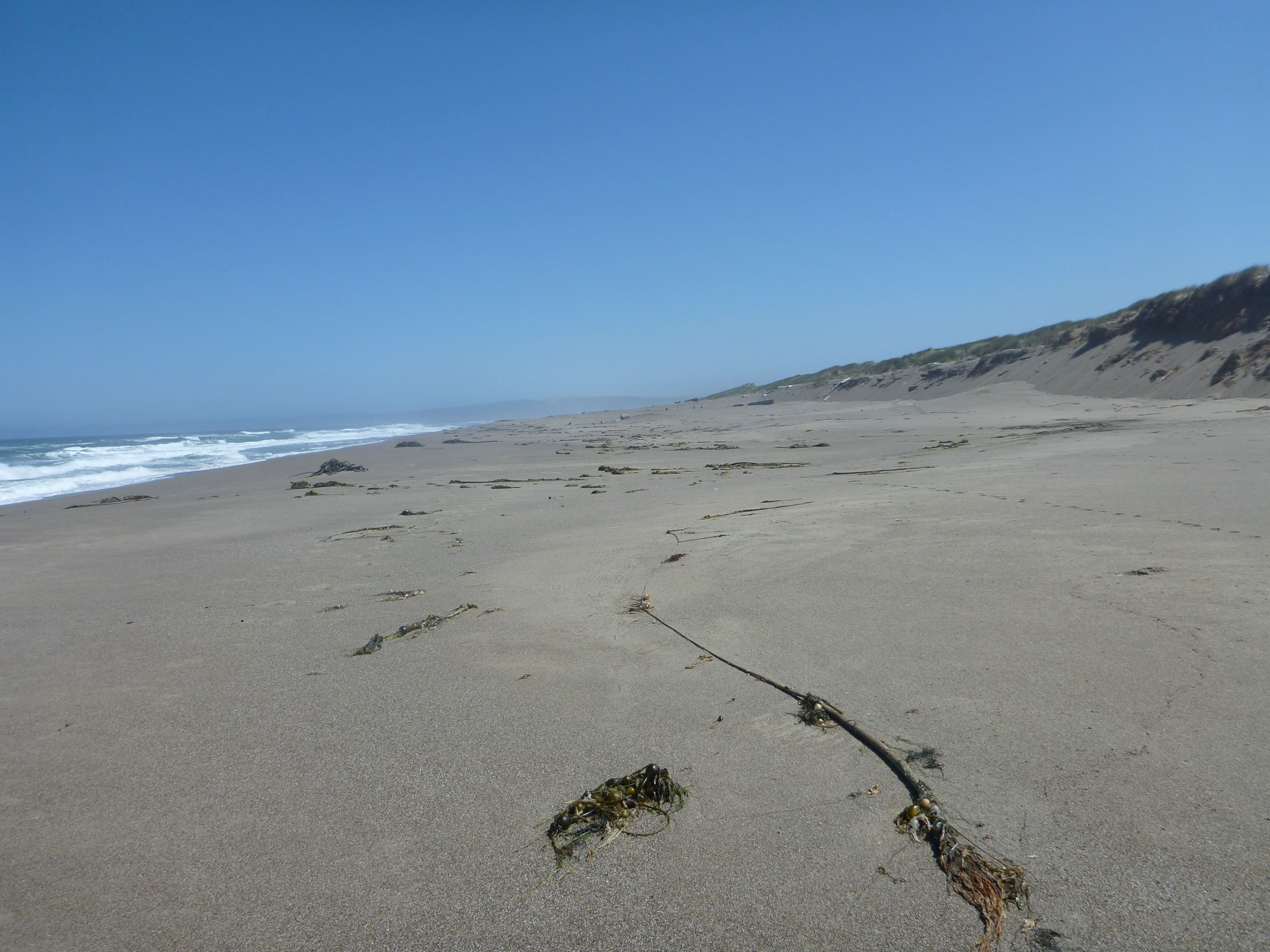 Beautiful, quiet beach day at the Great Beach on Point Reyes.