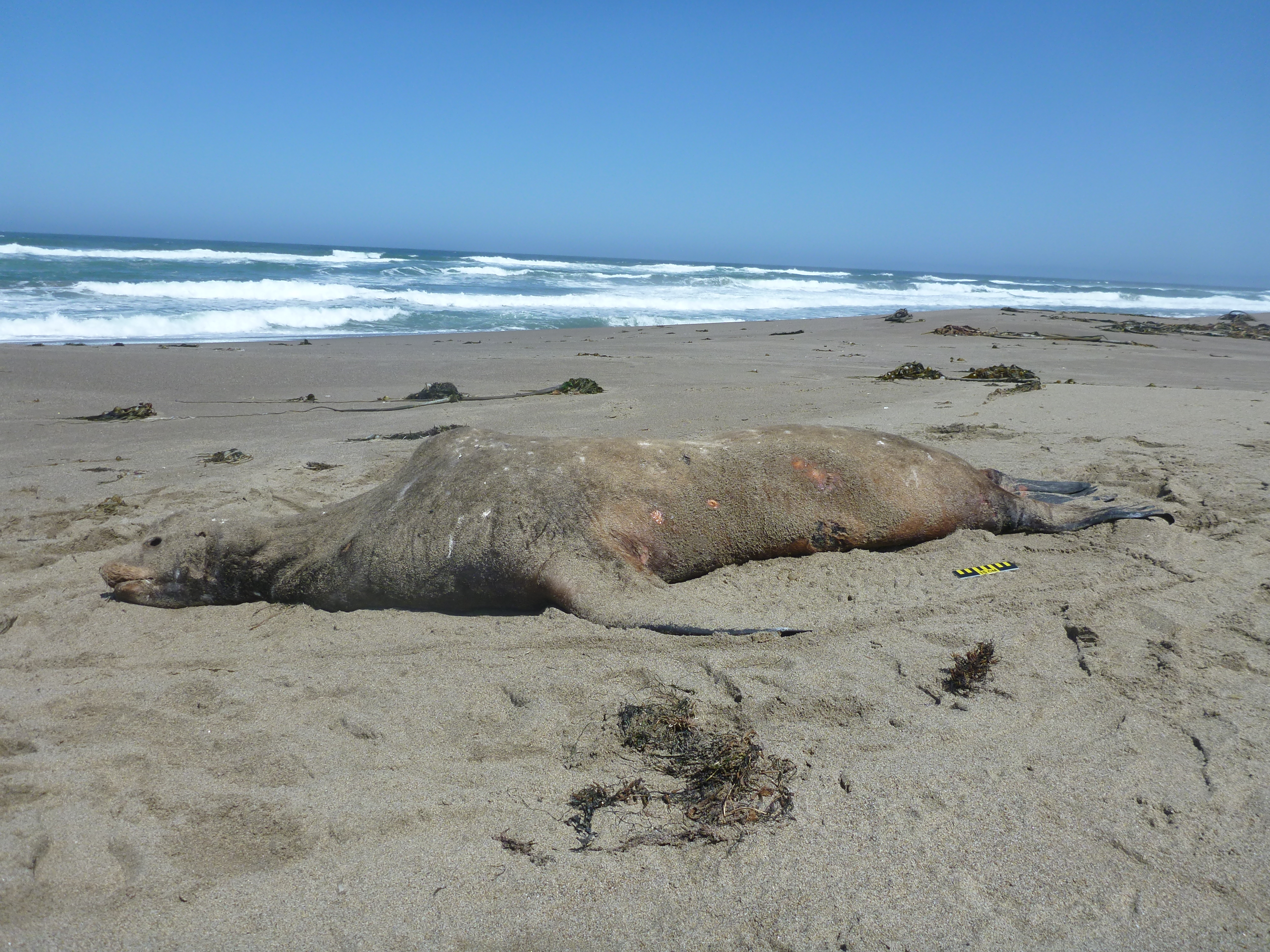 Photograph of a large dead male sea lion. A once beautiful marine mammal.