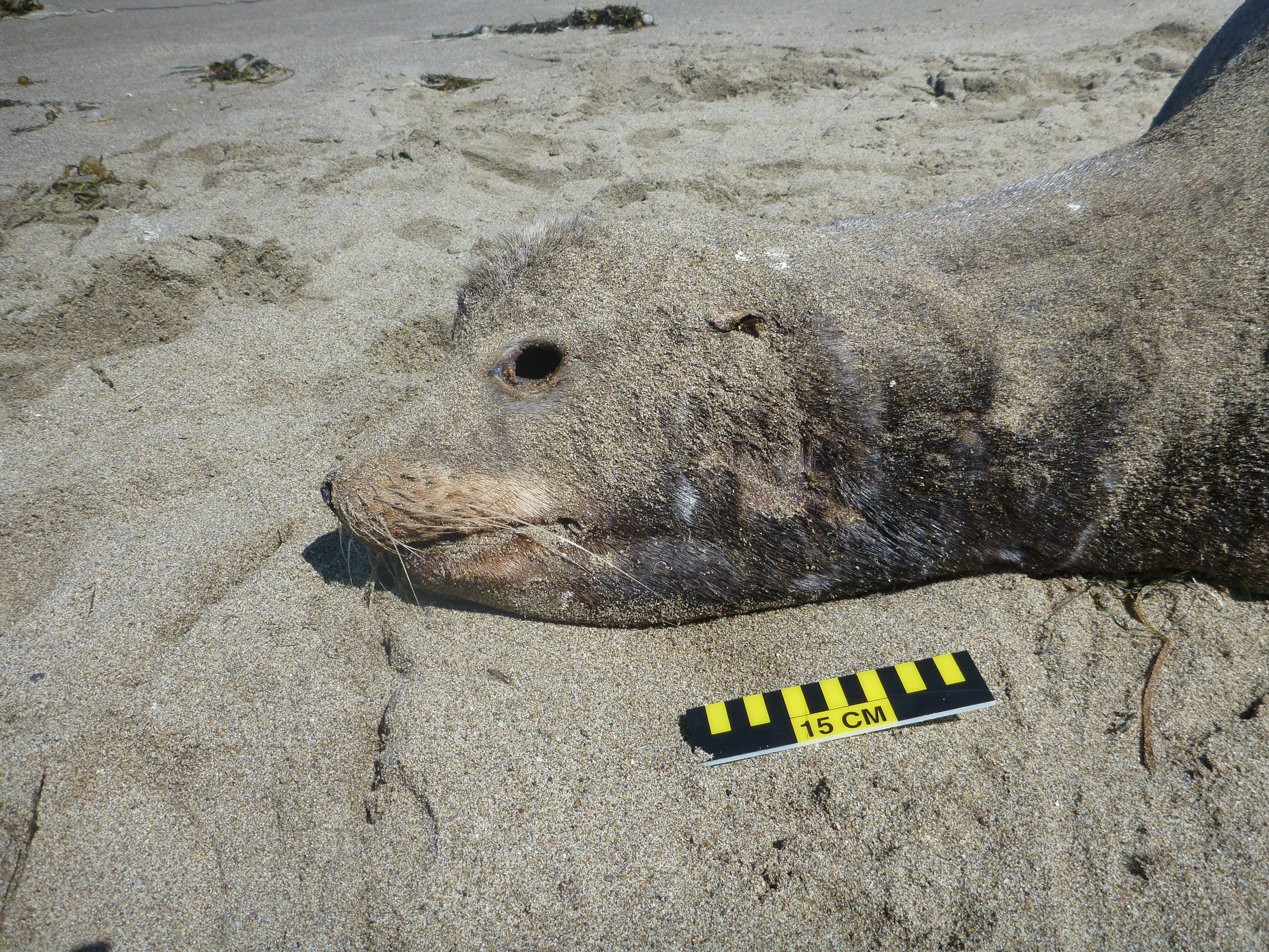 Close-up shot of sea lion head just in case there are questions