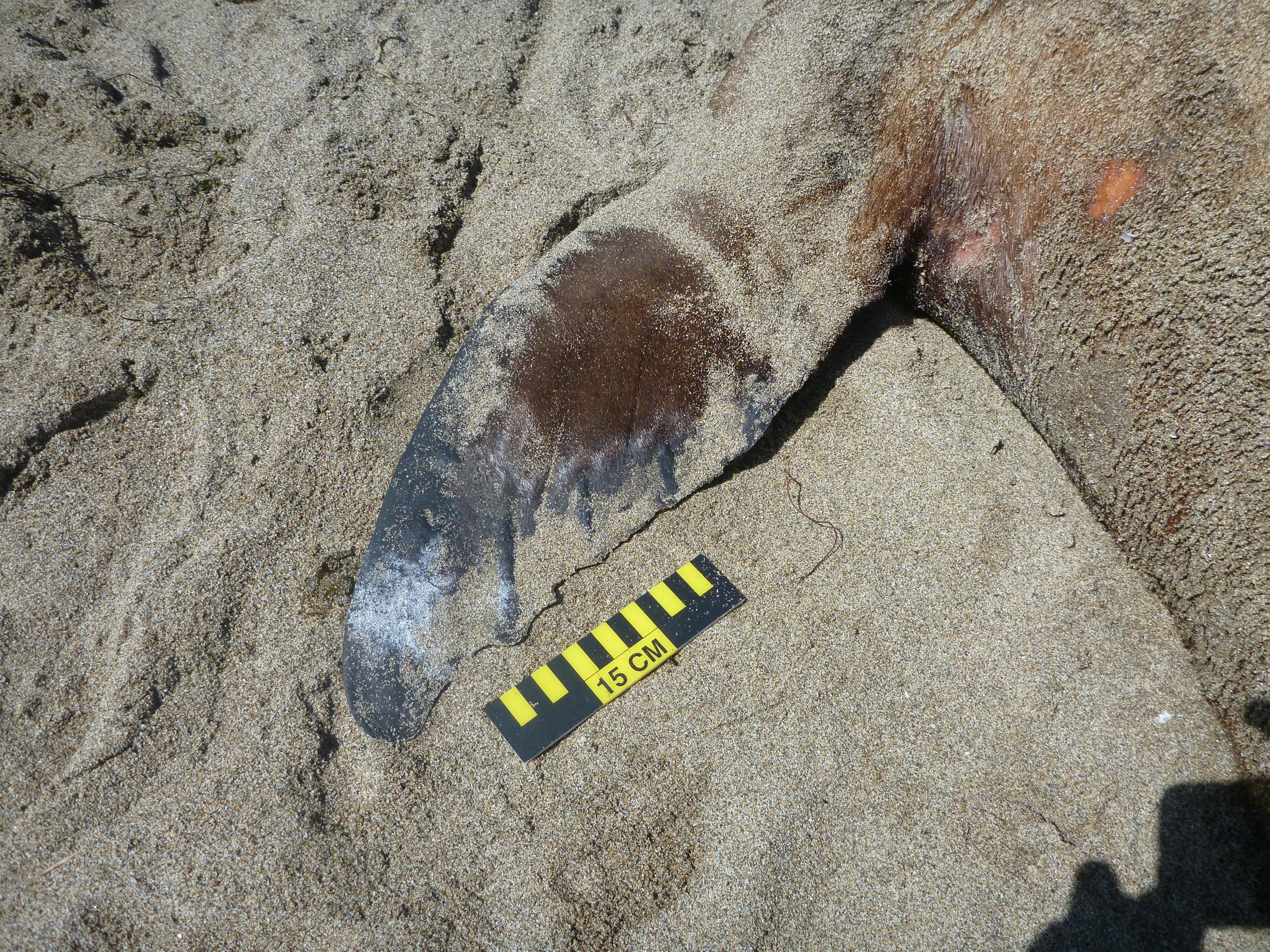 Close up shot of sea lion flipper.