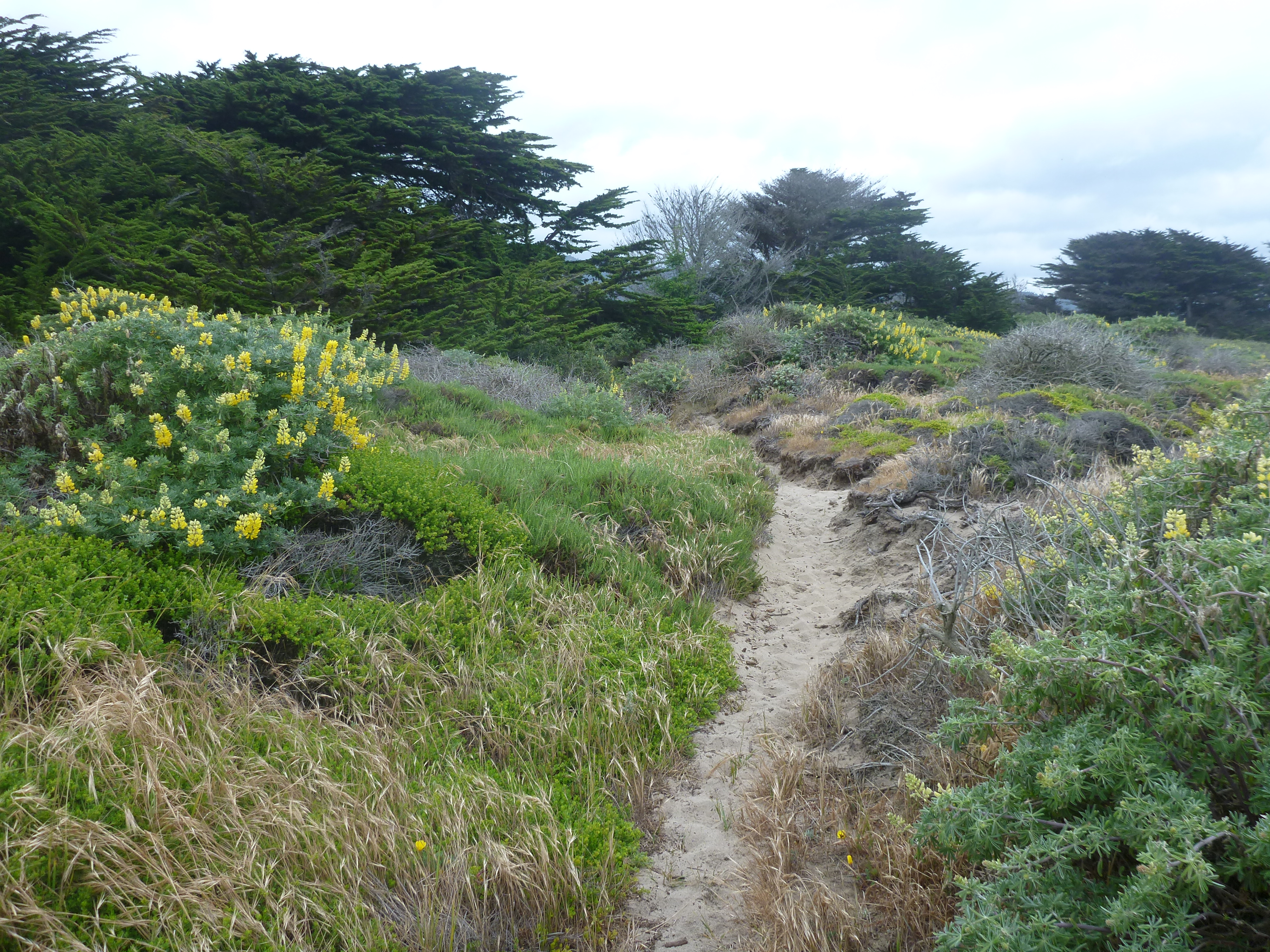 The path out to the beach, surrounded by Lupine.