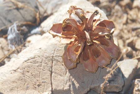 Death Valley pine cone.