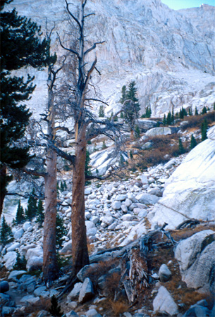 Trees on Mount Whitney.