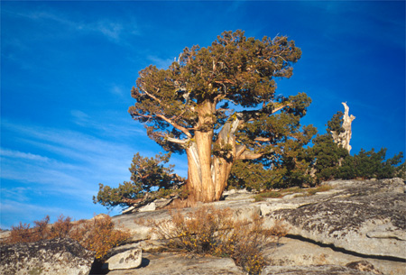 Tree in Yosemite, California.