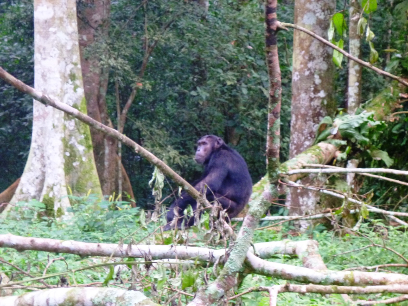 Chimp in the Budongo Forest Reserve, Uganda.