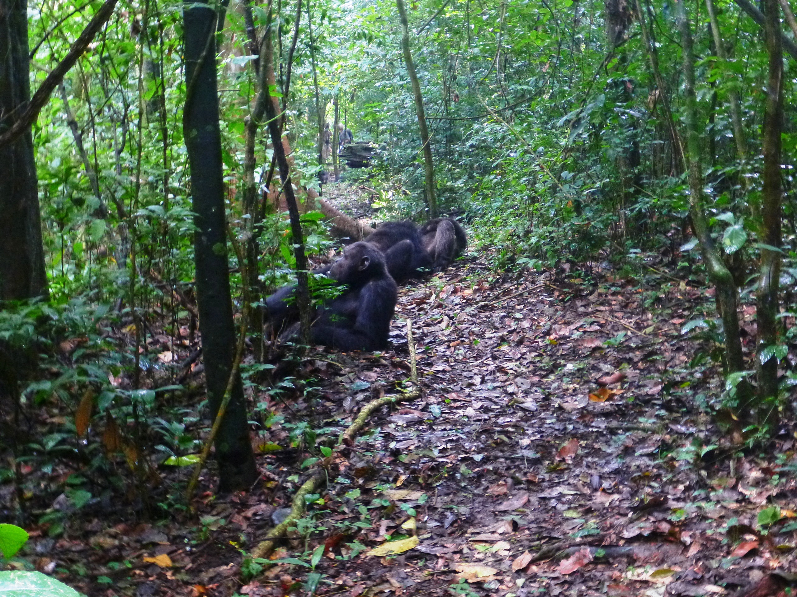 Chimps lounging and grooming in the Budongo Forest Reserve, Uganda.