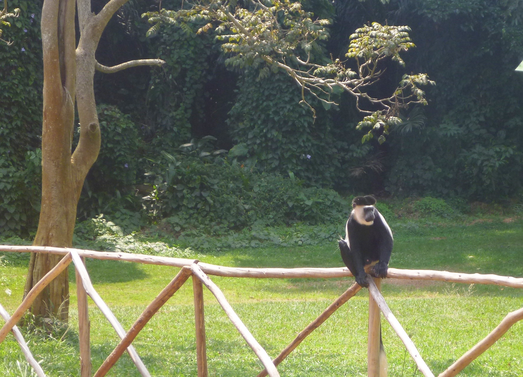 Colobus Monkey - Entebbe Botanical Garden