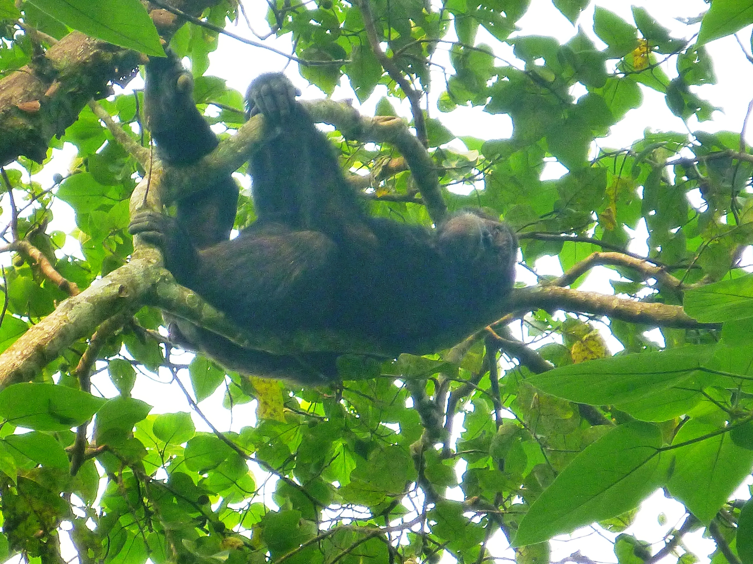 Chimp relaxing in the Budongo Forest Reserve, Uganda.