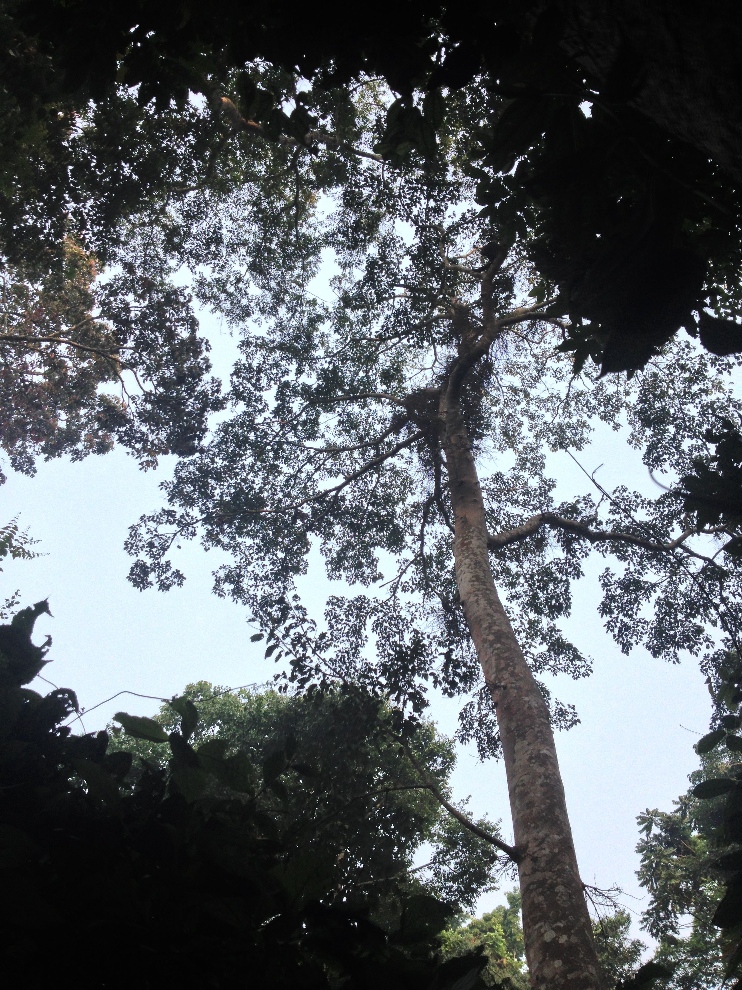 We sat and watched chimps eat figs for hours, recording information about what they ate.