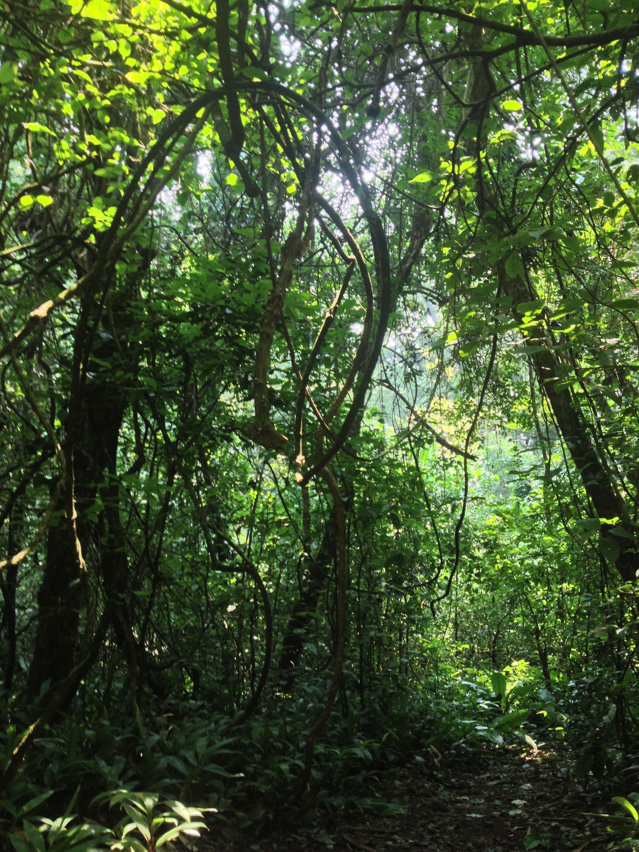 The field guides would cut a path through the forest with a machete to follow the chimps if we needed to.