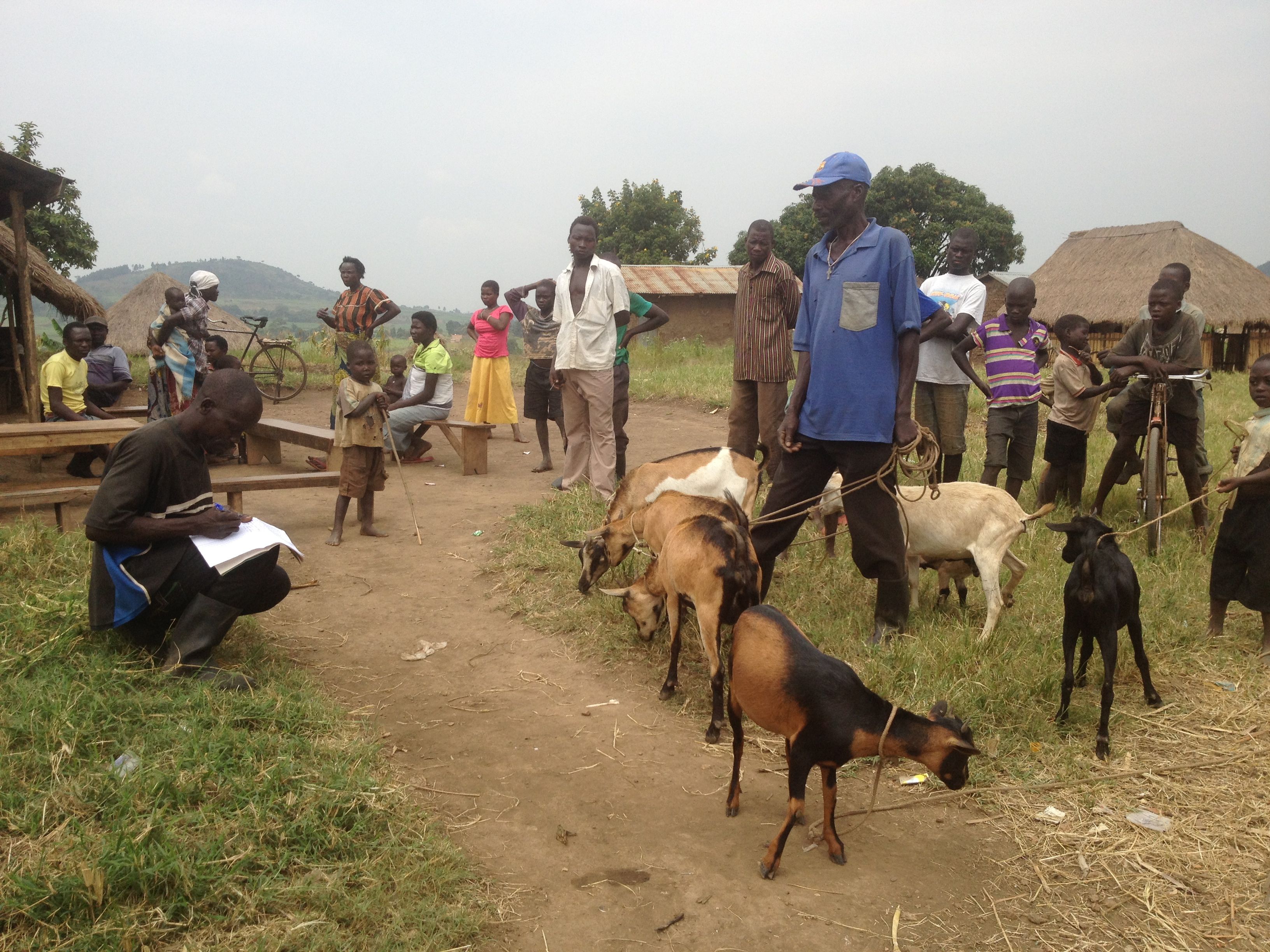 A group gathering to medicate their goats.