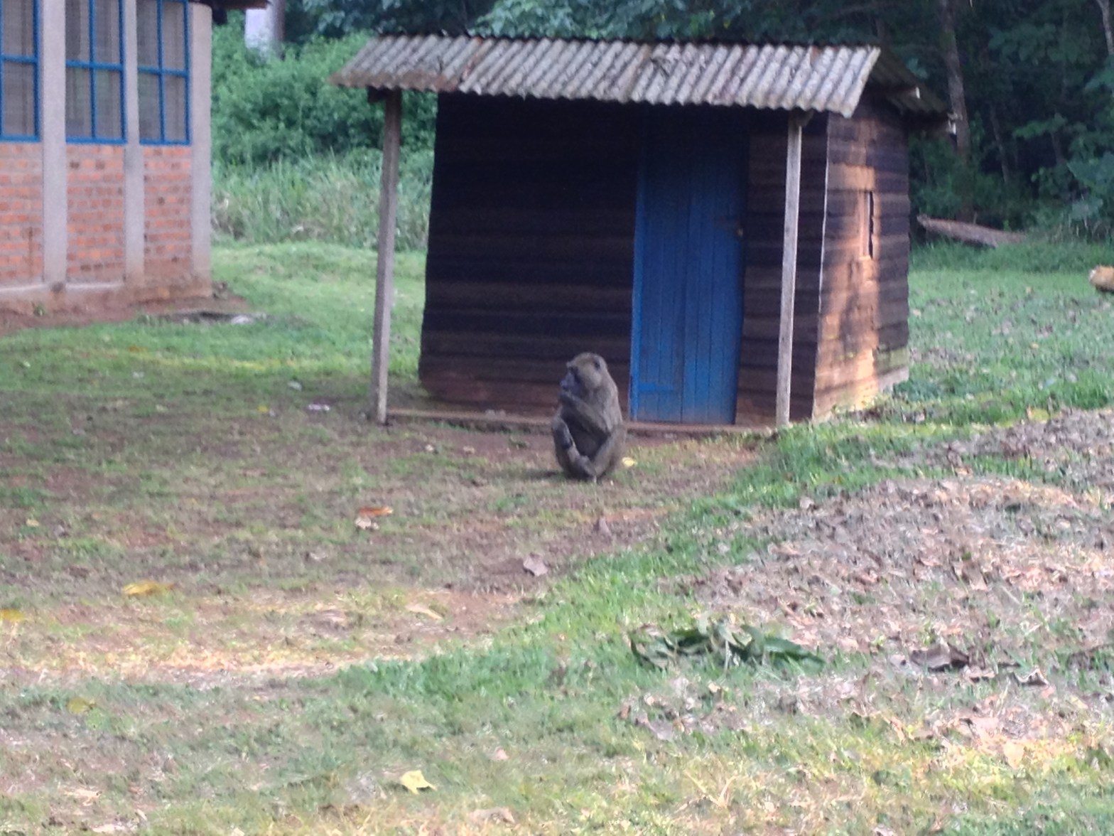 Baboon on site.