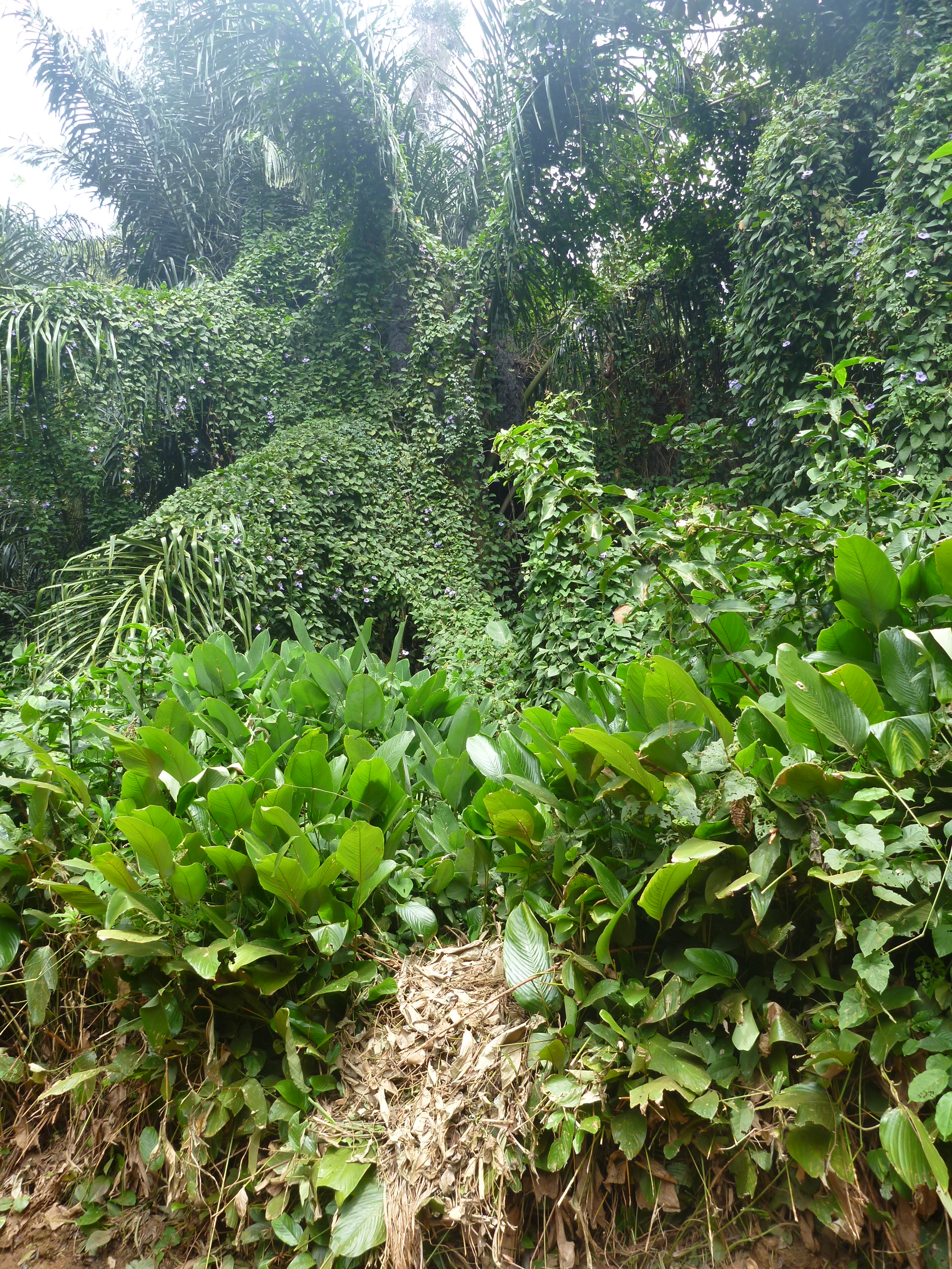 Entebbe Botanical Garden, Uganda