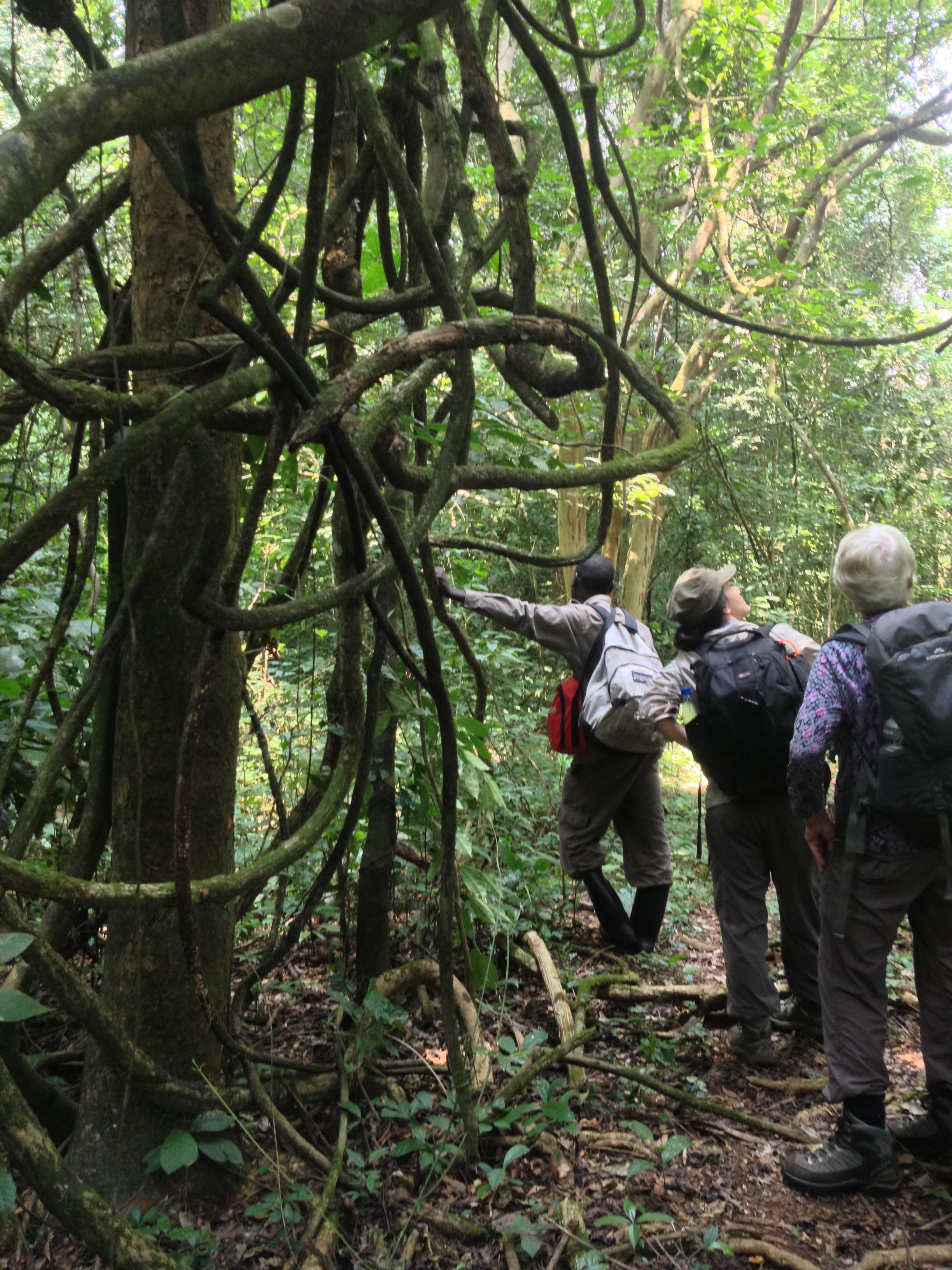 Our field guides would follow the chimps pant-hoots to find out where they were each day.