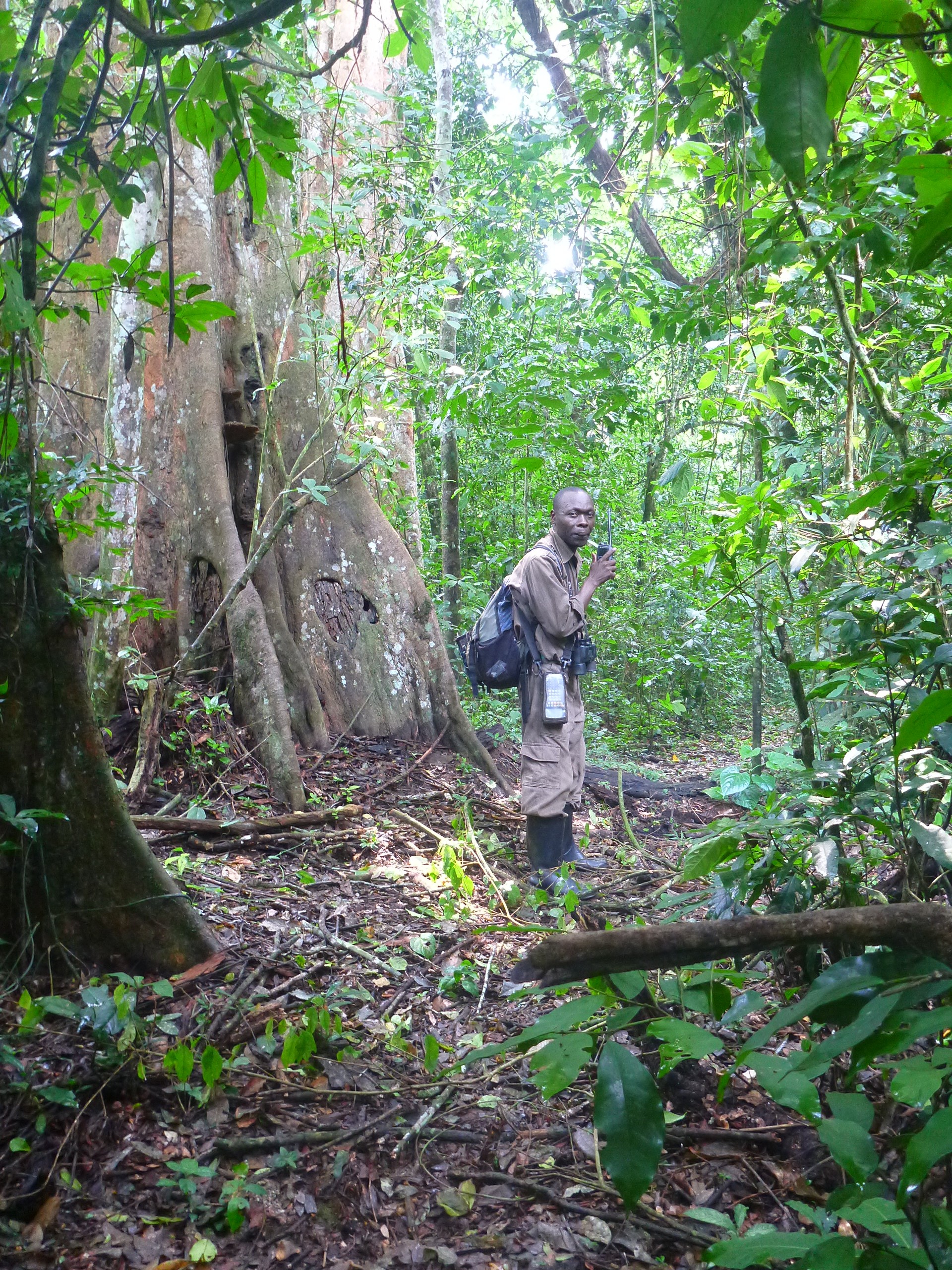 Our field guide looking for chimps.