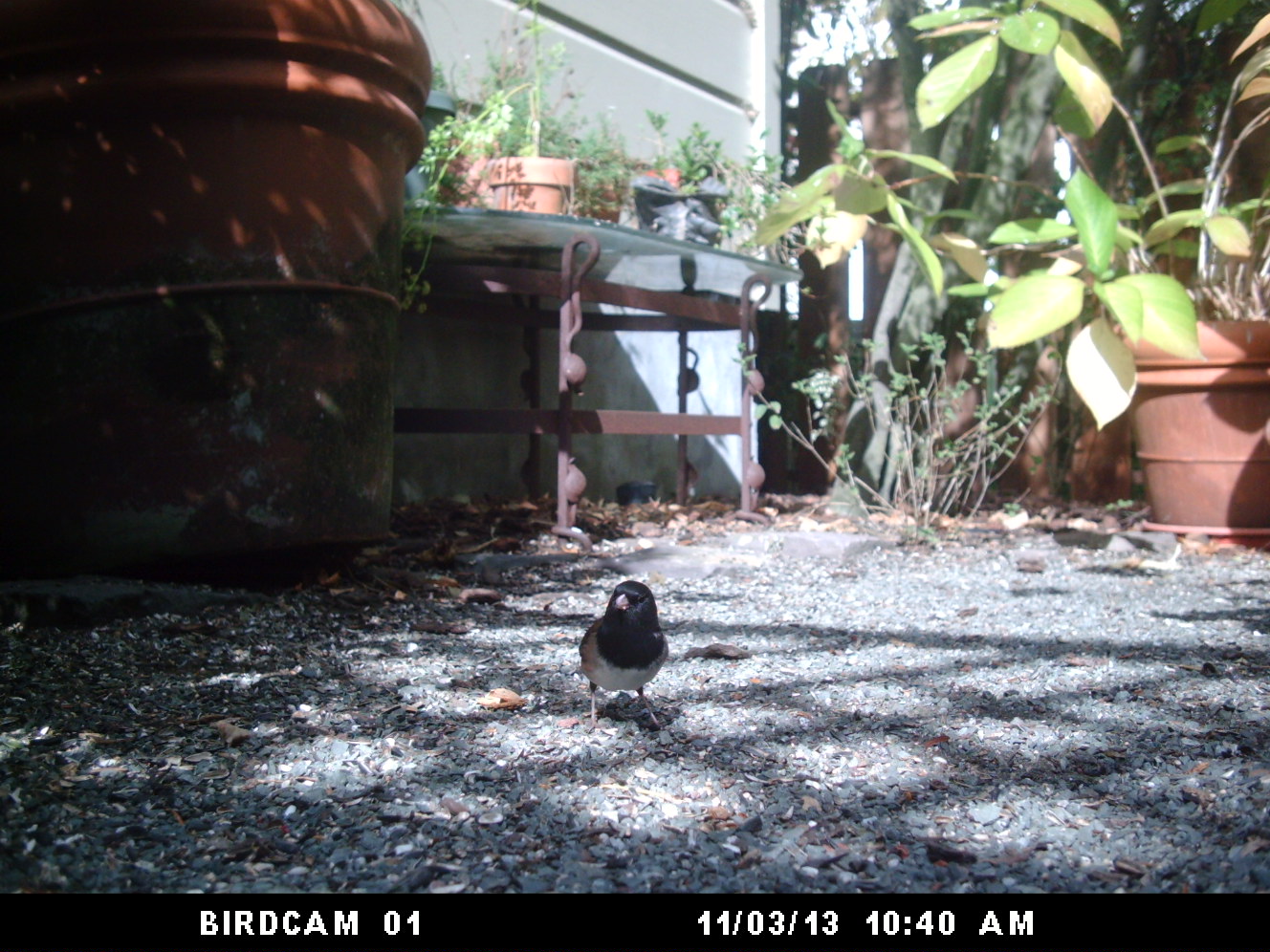 Dark-eyed Junco: November 3