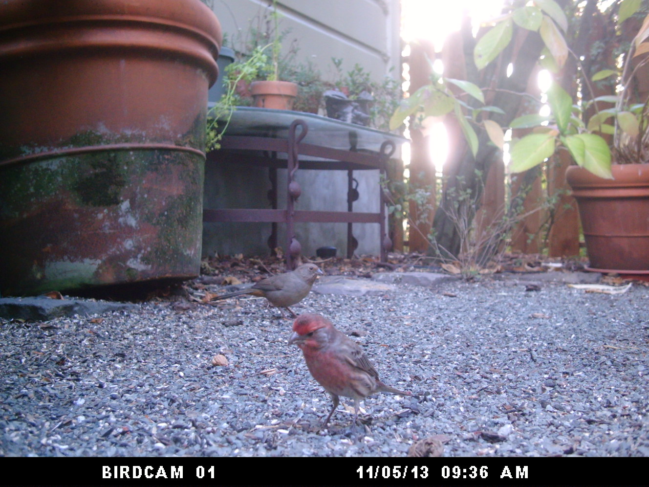 November 5 California Towhee (in the background)