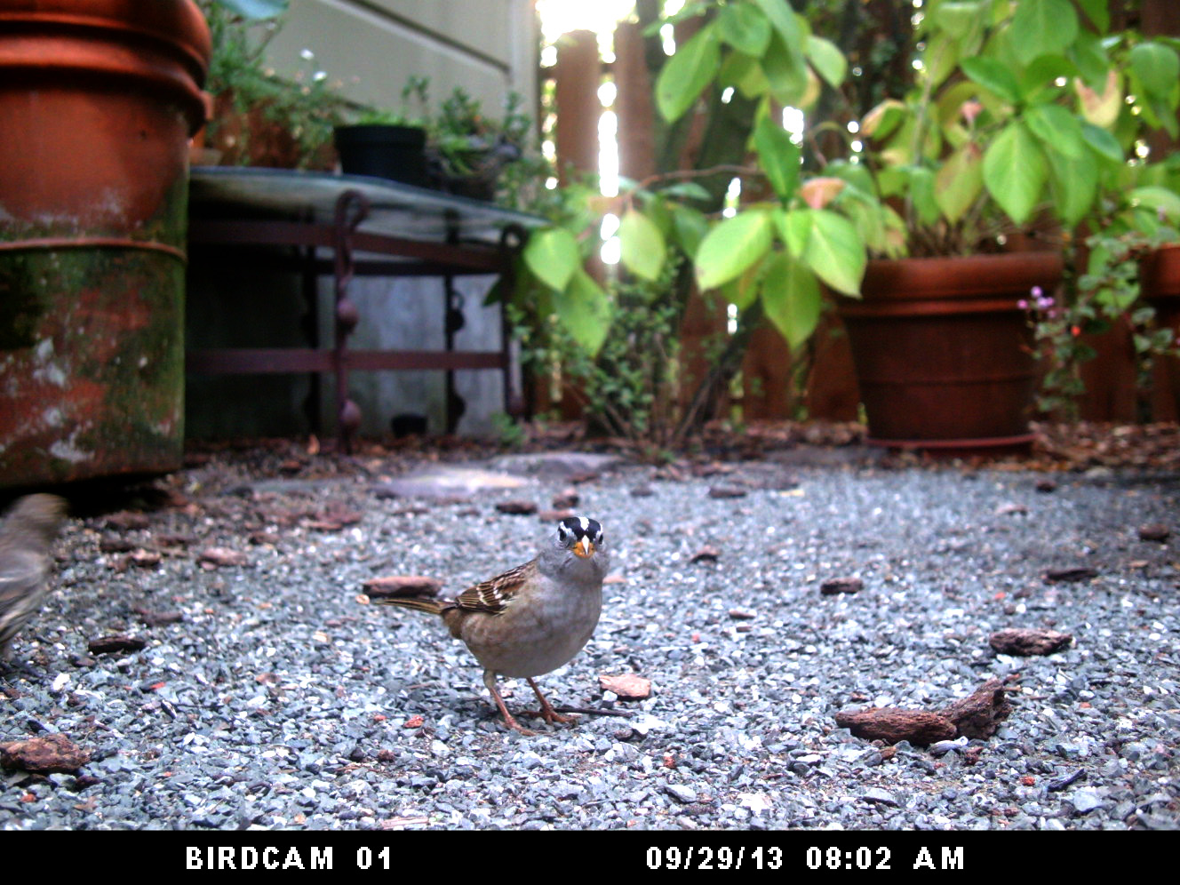 Photo of House Finch: September 29