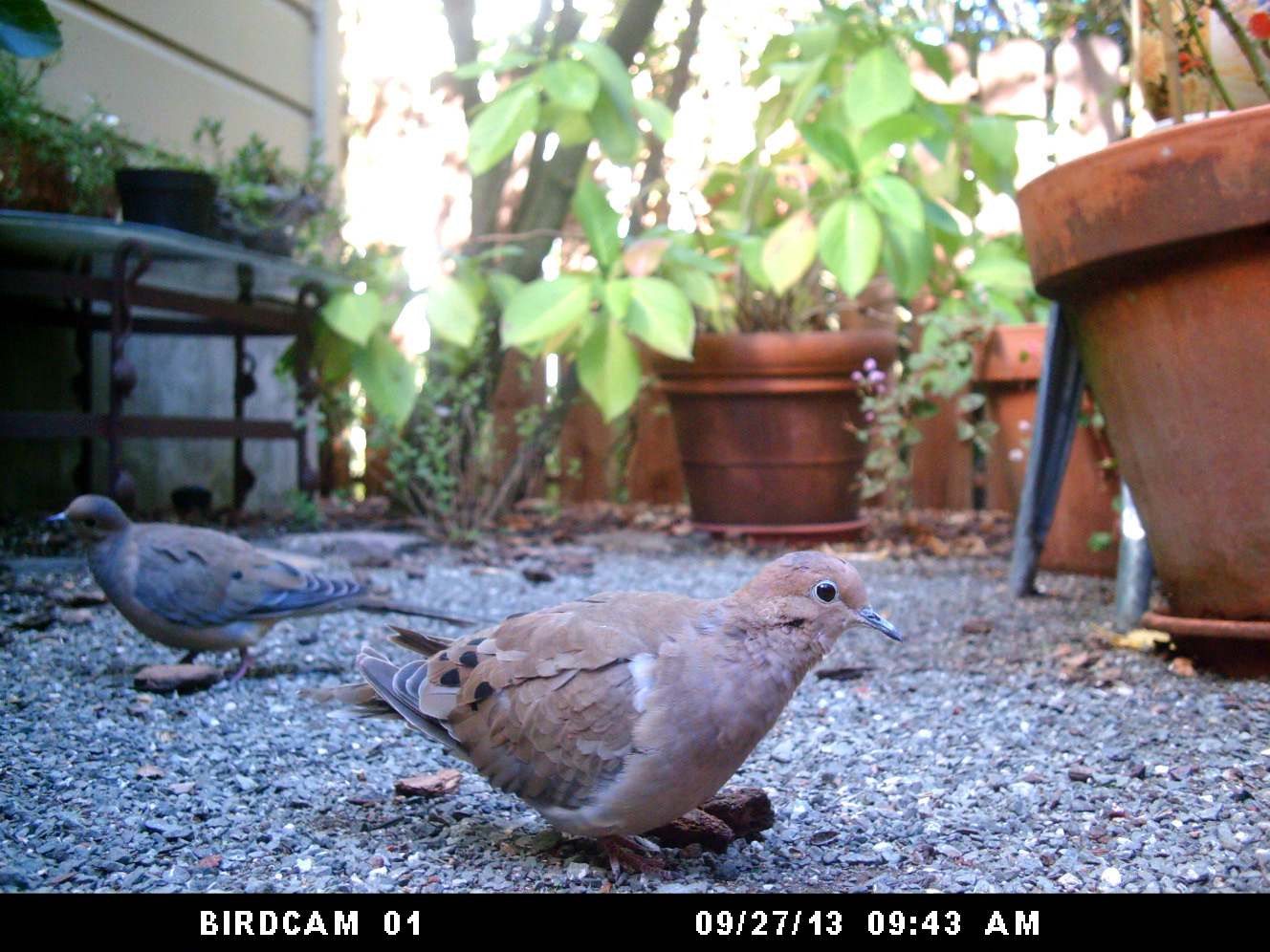 Photo of Mourning Dove: September 27