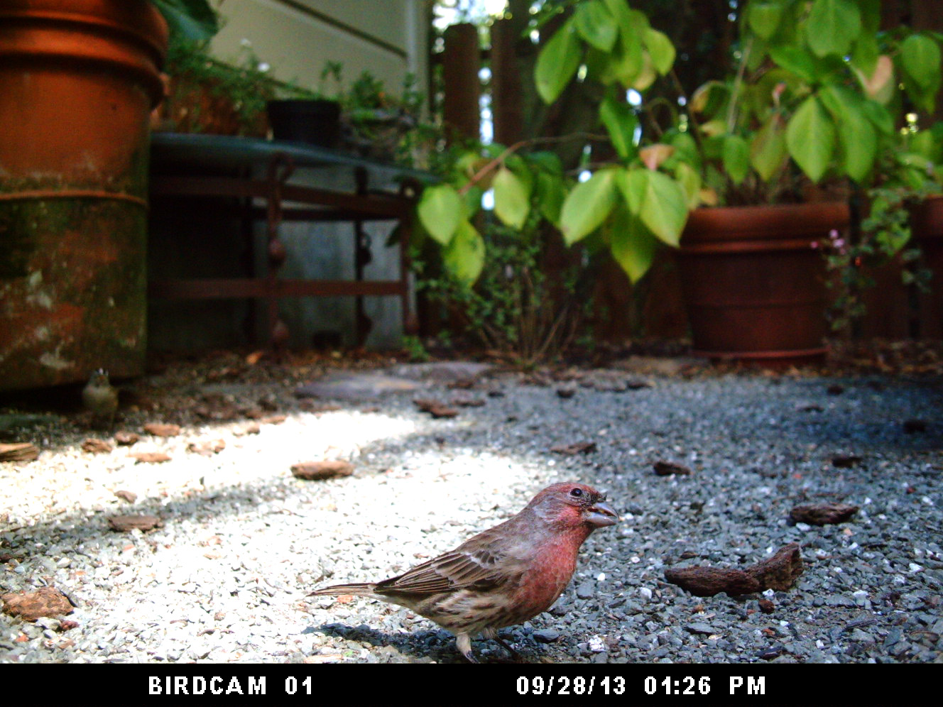 Photo of House Finch: September 29