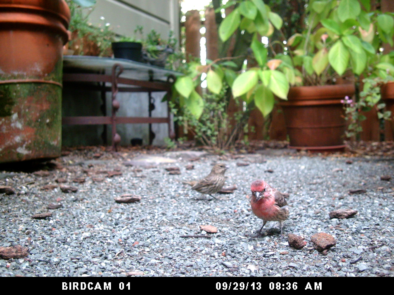 Photo of House Finch: September 29