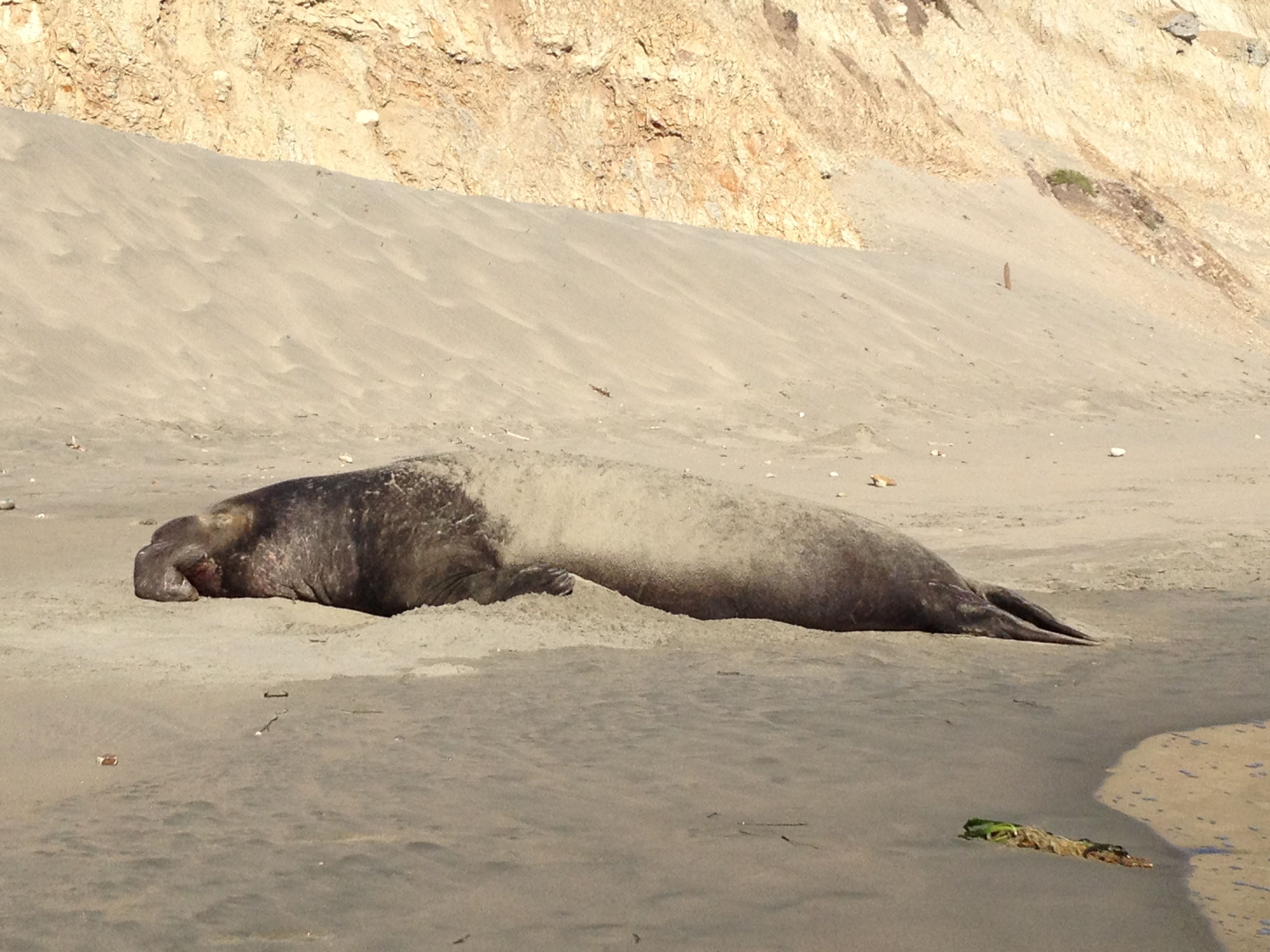 I walked by another Elephant Seal at the North End of Drake's Beach. He had a bloodied nose, meaning that he had probable been fighting just days earlier. Depleted, he was resting to shore up energy to go back again to fight and mate.