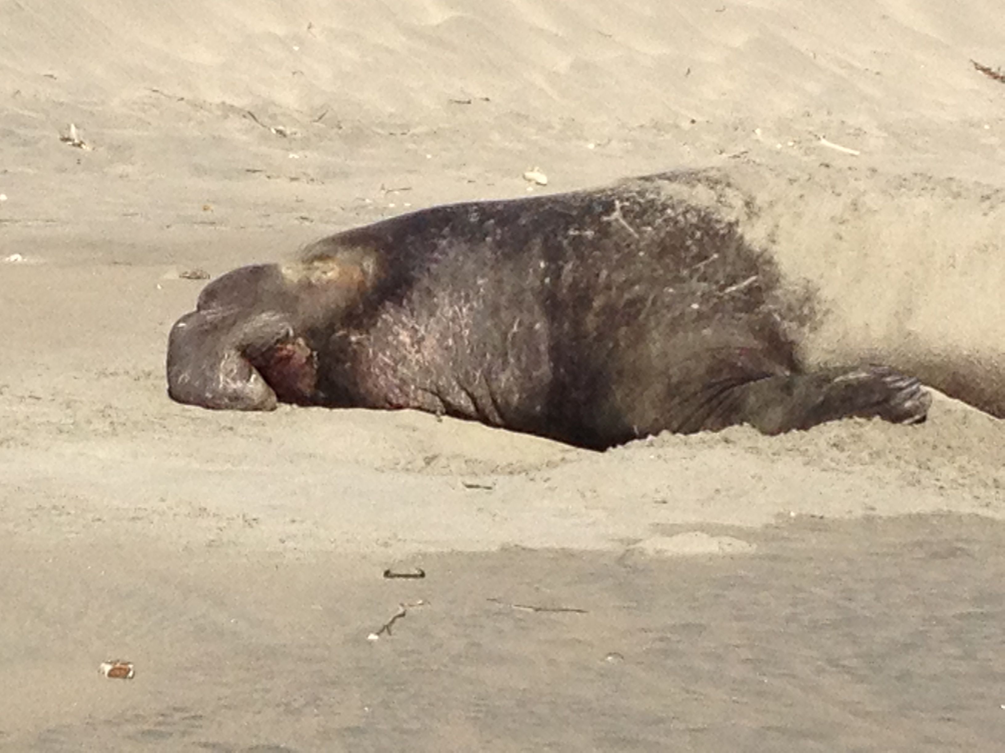 I walked by another Elephant Seal at the North End of Drake's Beach. He had a bloodied nose, meaning that he had probable been fighting just days earlier. Depleted, he was resting to shore up energy to go back again to fight and mate.