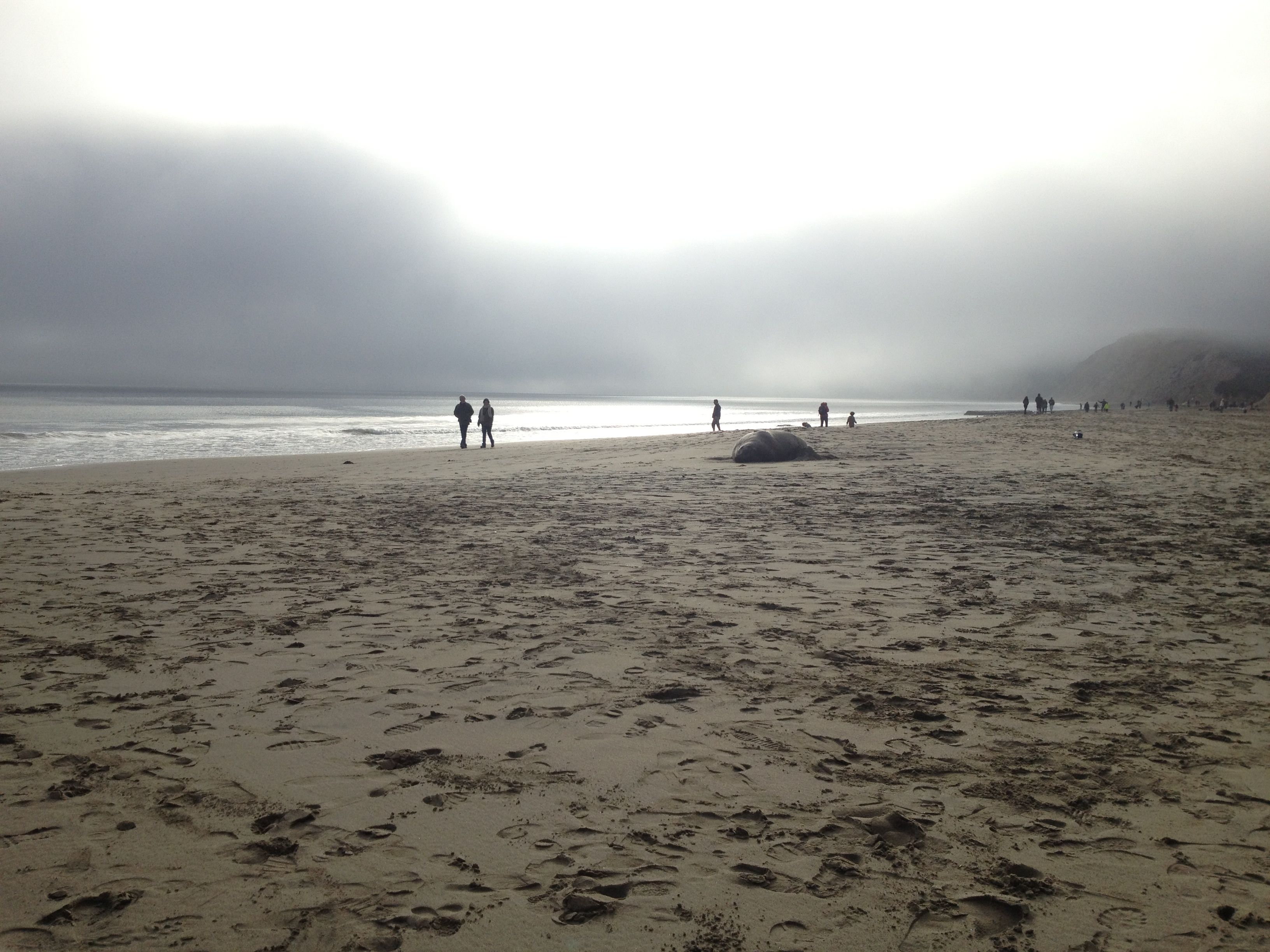 Many people passed the 6,000 pound Elephant Seal on Drake's Beach on Saturday, January 5. Several thought he was not longer living because he hardly moves.