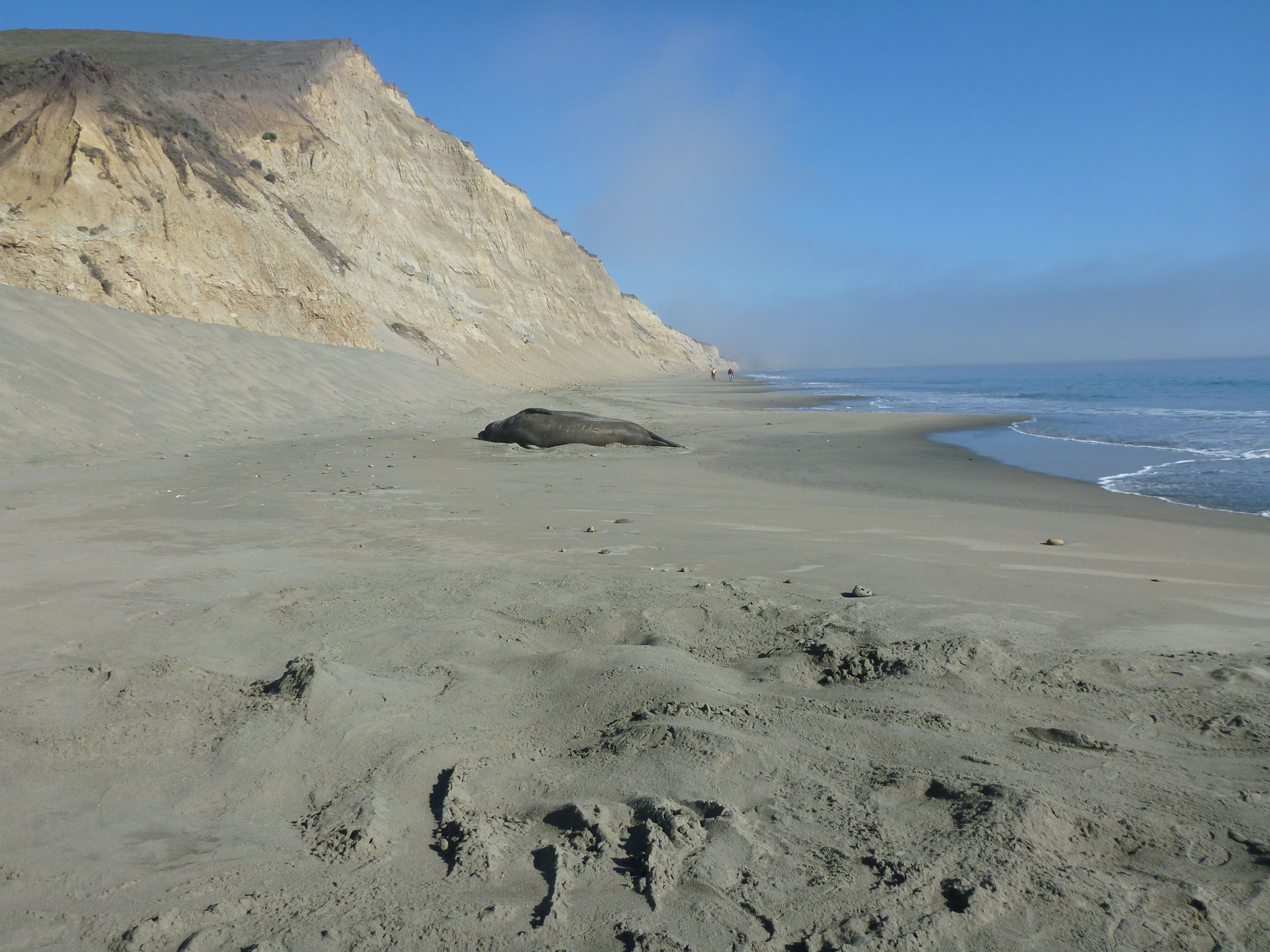 Photograph of Elephant Seal on North Beach.