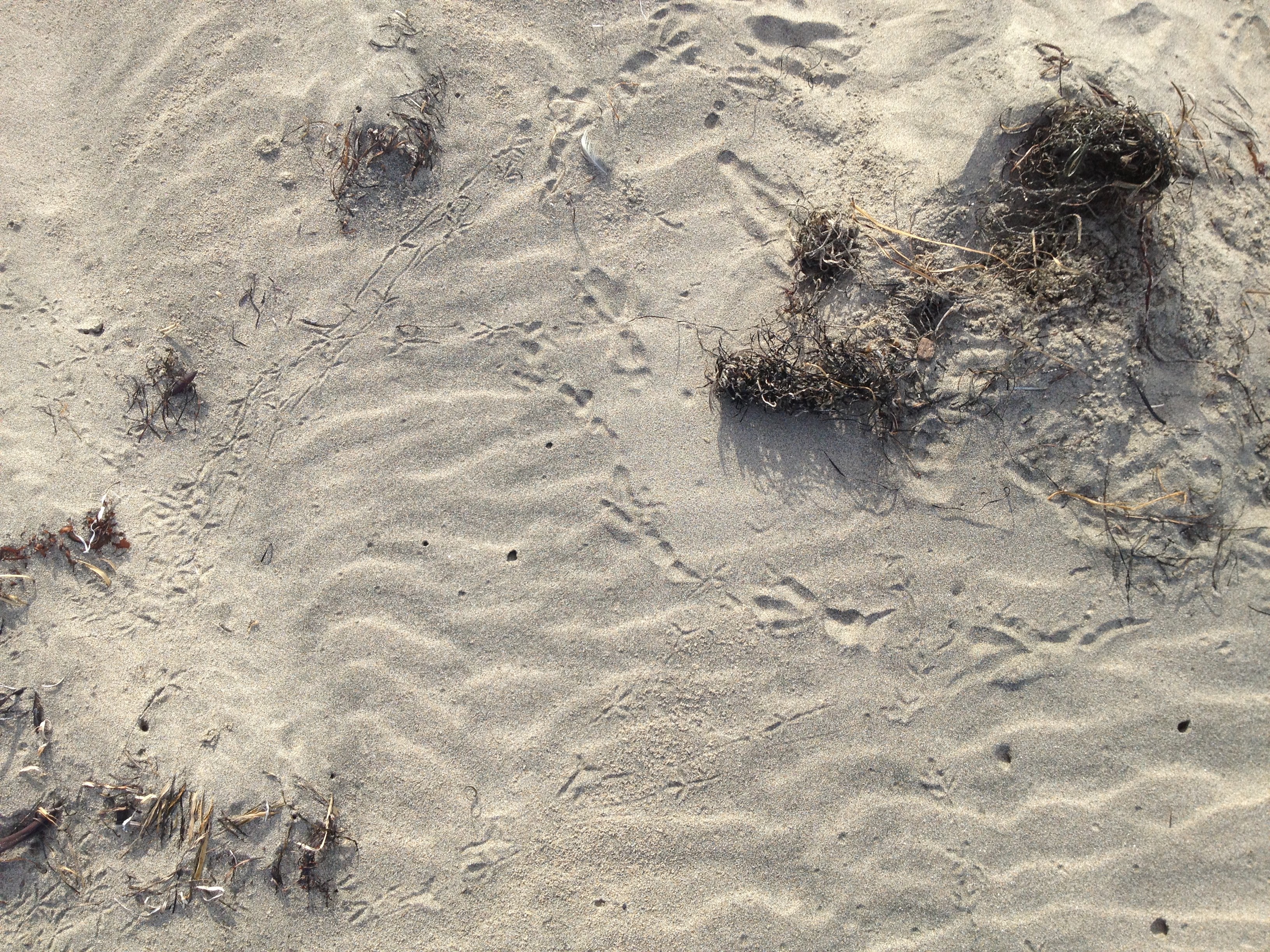 Animal tracks in the sand at North Point Beach in Ano Nuevo State Park, December 2013.