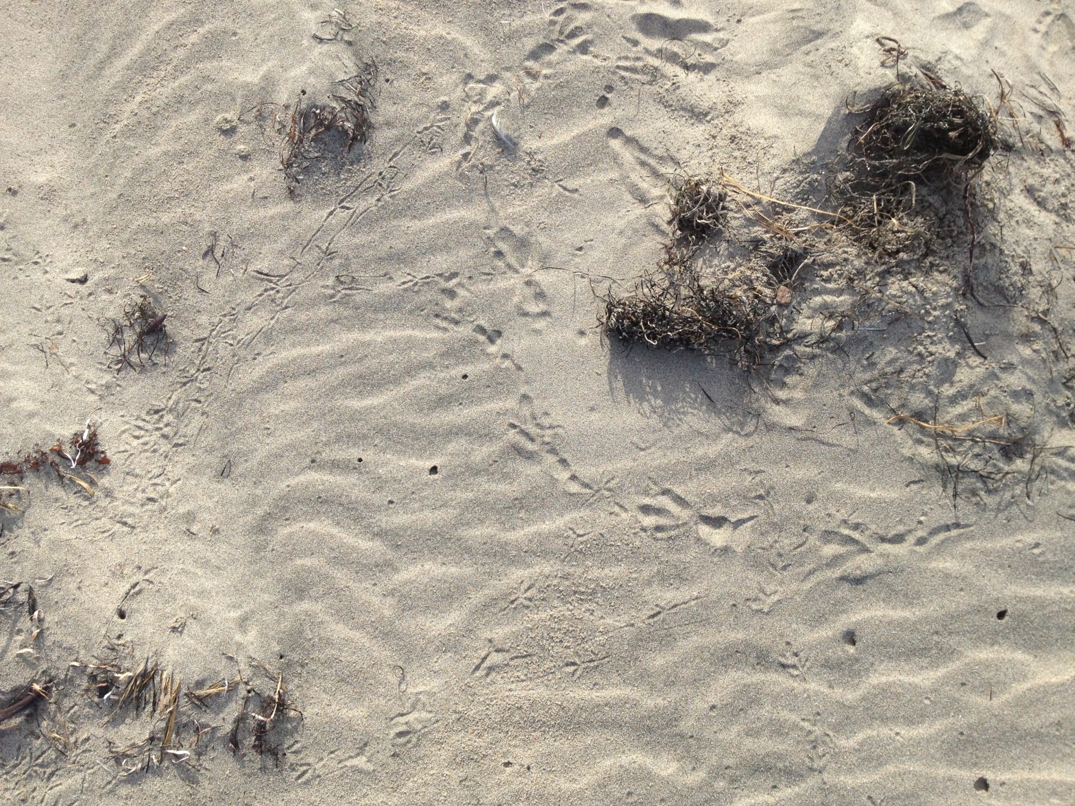 Animal tracks in the sand at North Point Beach in Ano Nuevo State Park, December 2013.