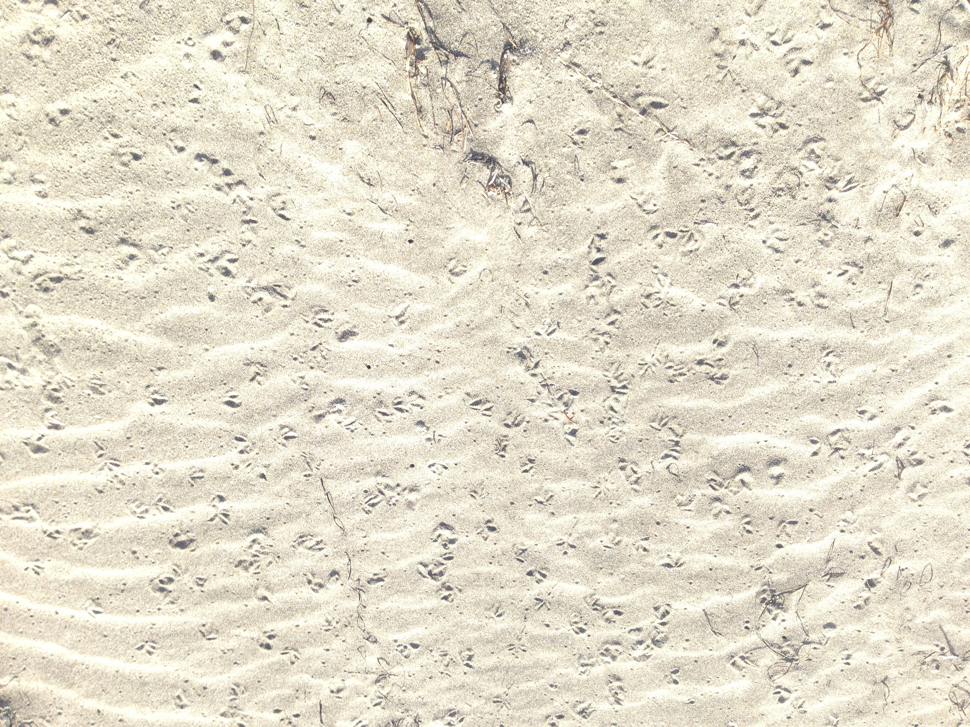 Animal tracks in the sand at North Point Beach in Ano Nuevo State Park, December 2013.