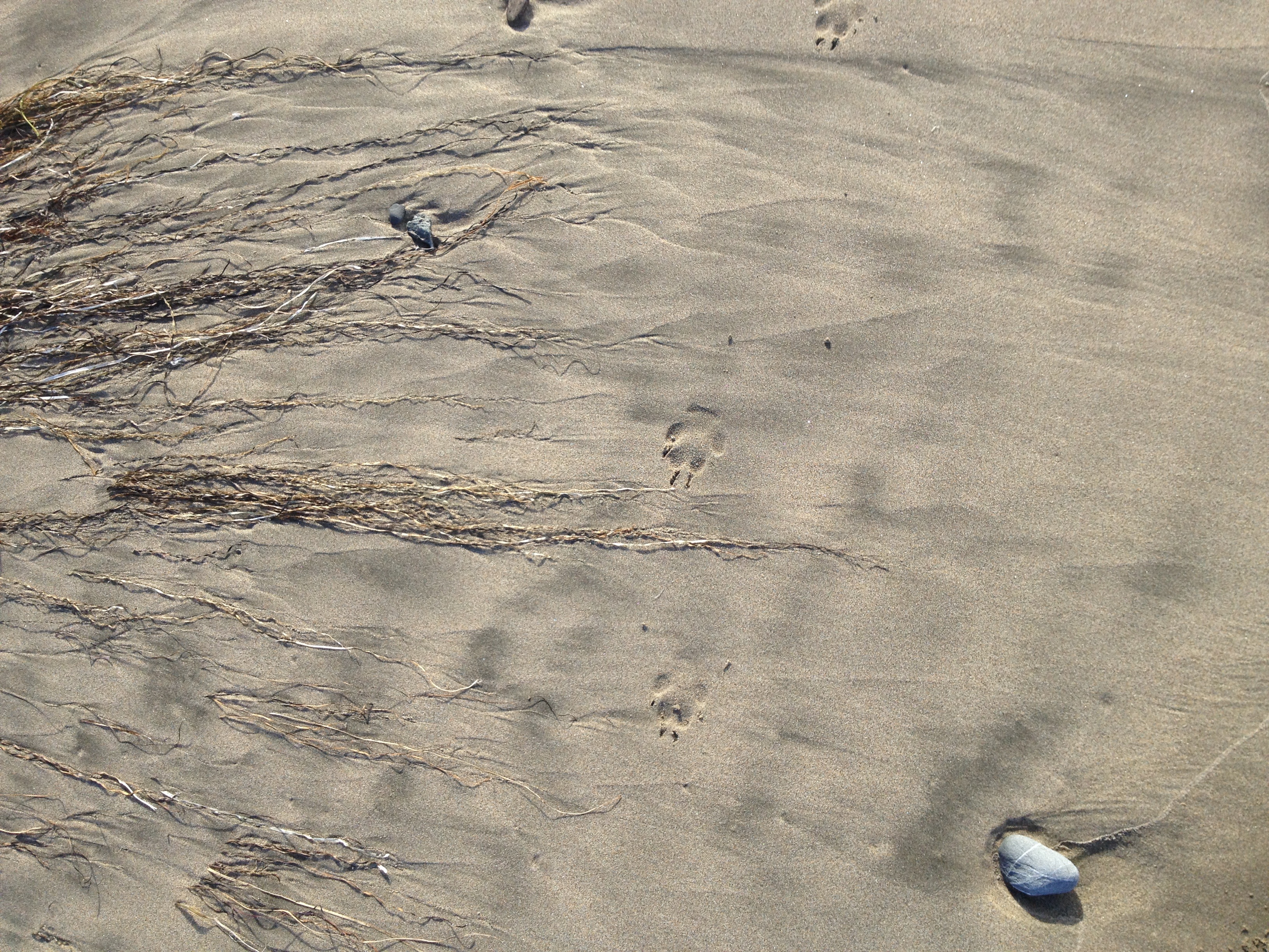 Animal tracks in the sand at North Point Beach in Ano Nuevo State Park, December 2013.