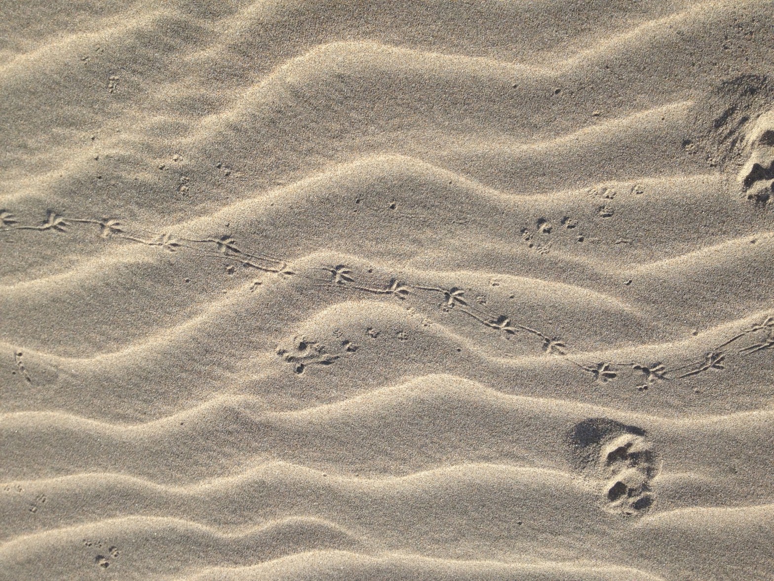 Animal tracks in the sand at North Point Beach in Ano Nuevo State Park, December 2013.