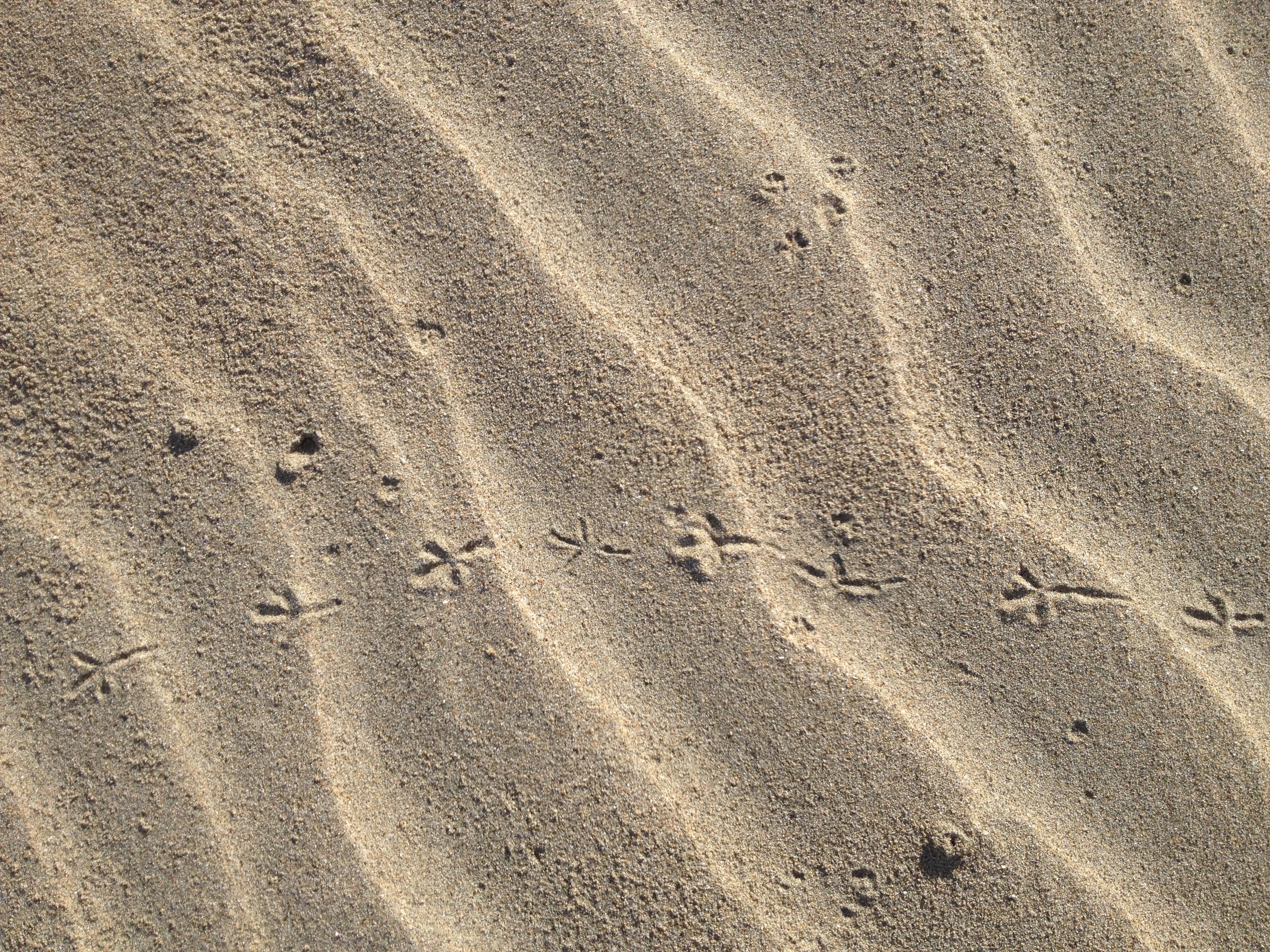 Animal tracks in the sand at North Point Beach in Ano Nuevo State Park, December 2013.