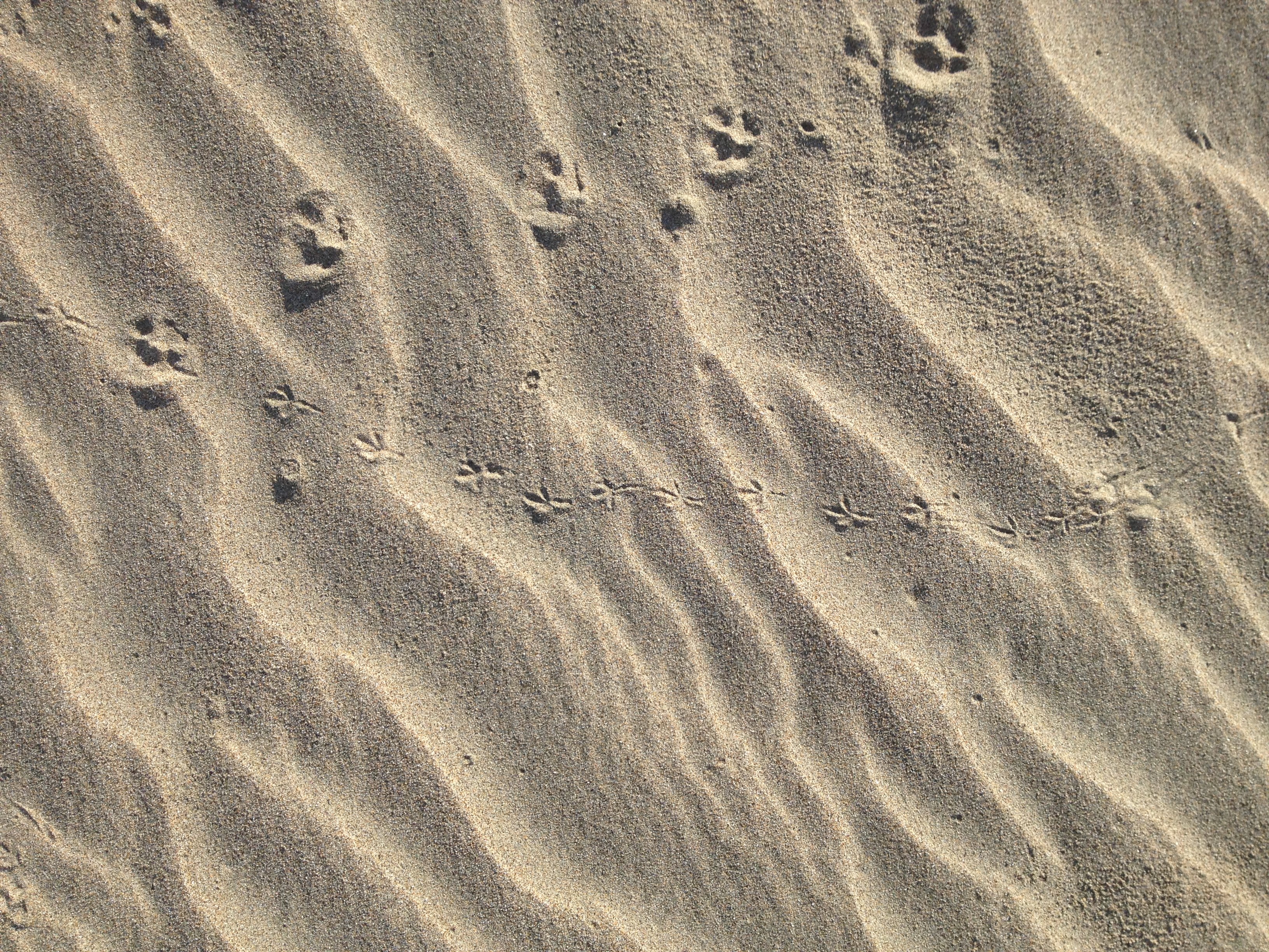 Animal tracks in the sand at North Point Beach in Ano Nuevo State Park, December 2013.