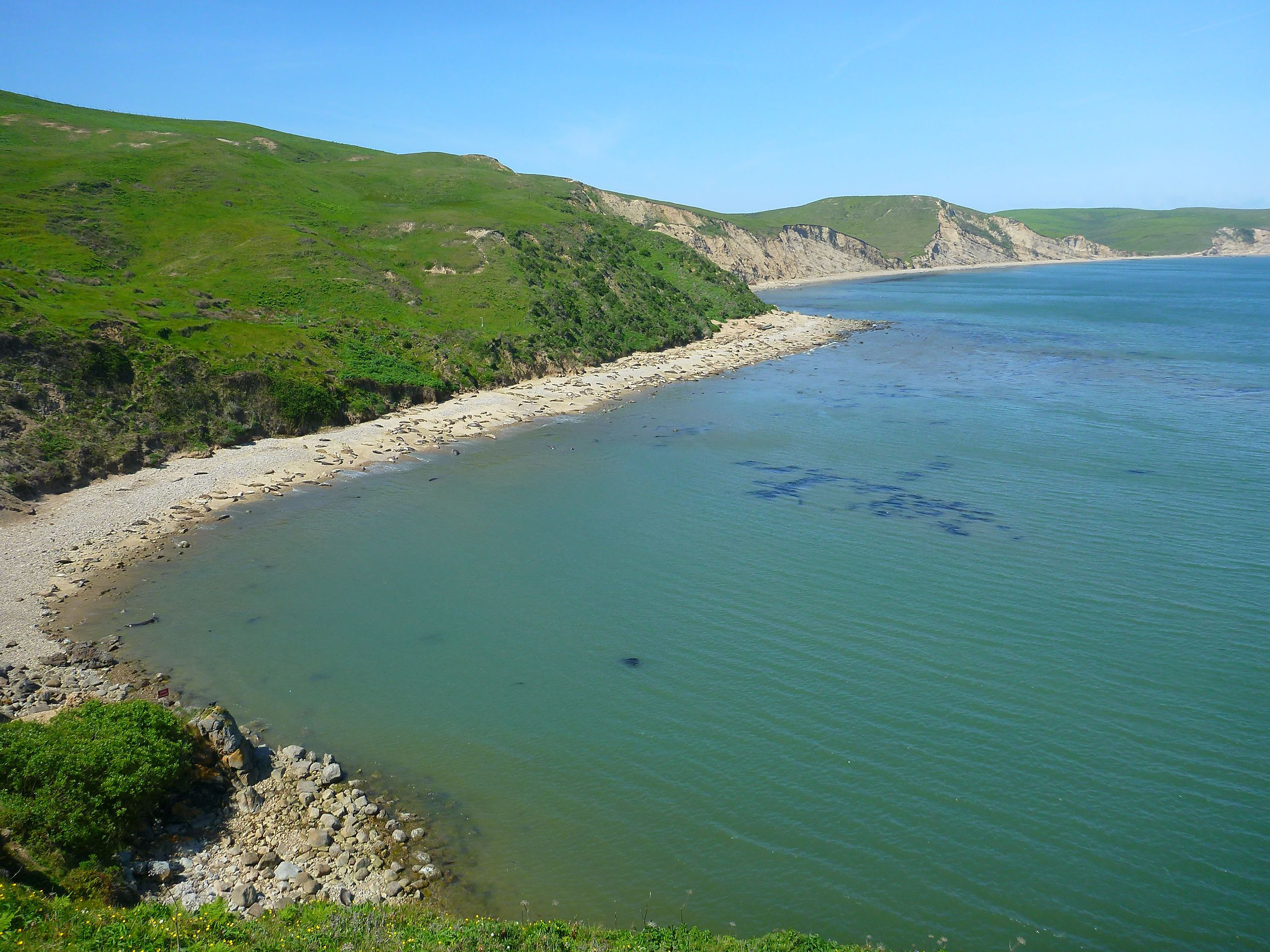 Chimney Rock overlook with this year's elephant seal weaners.