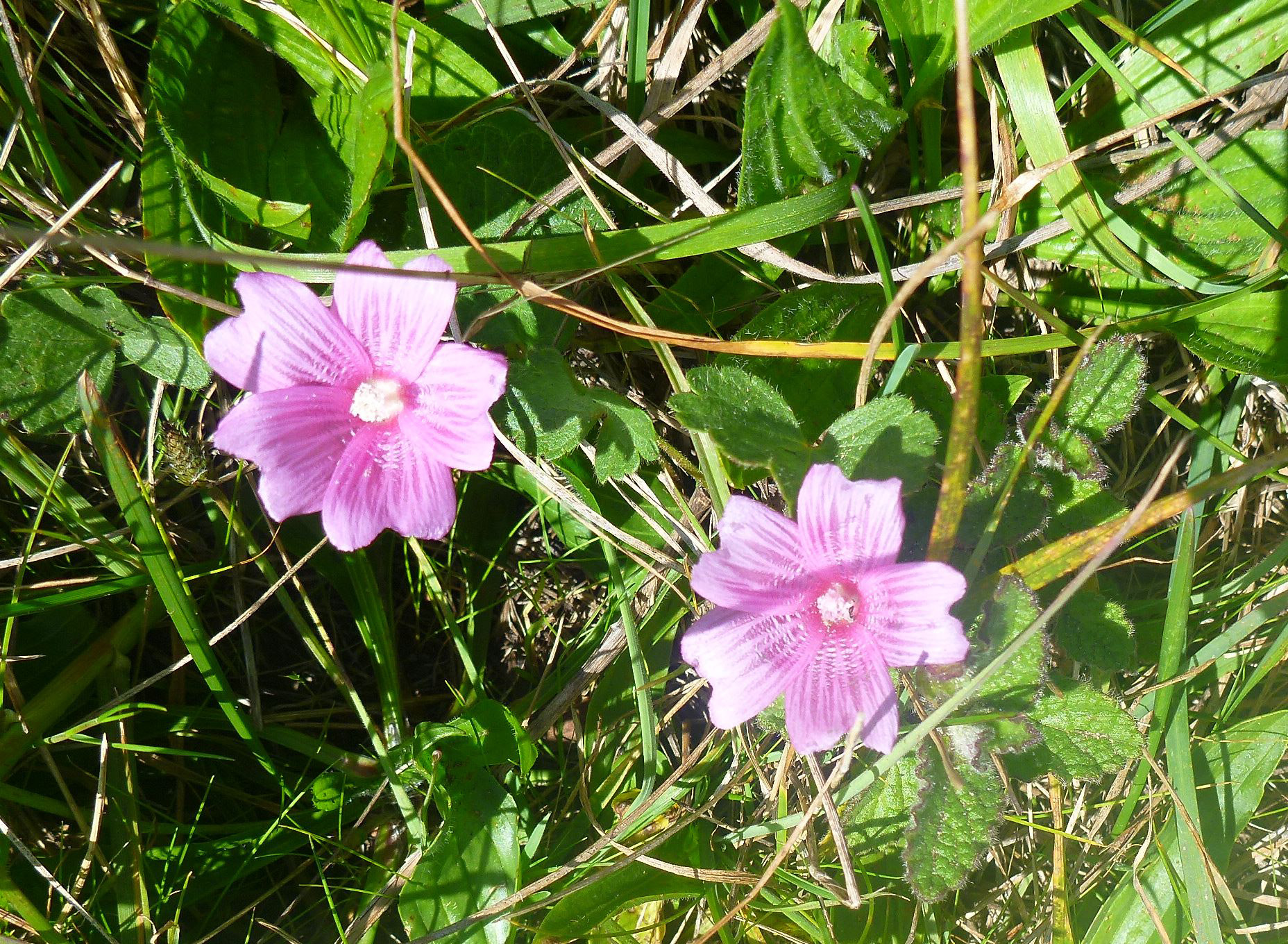 Wildflowers at Point Reyes.
