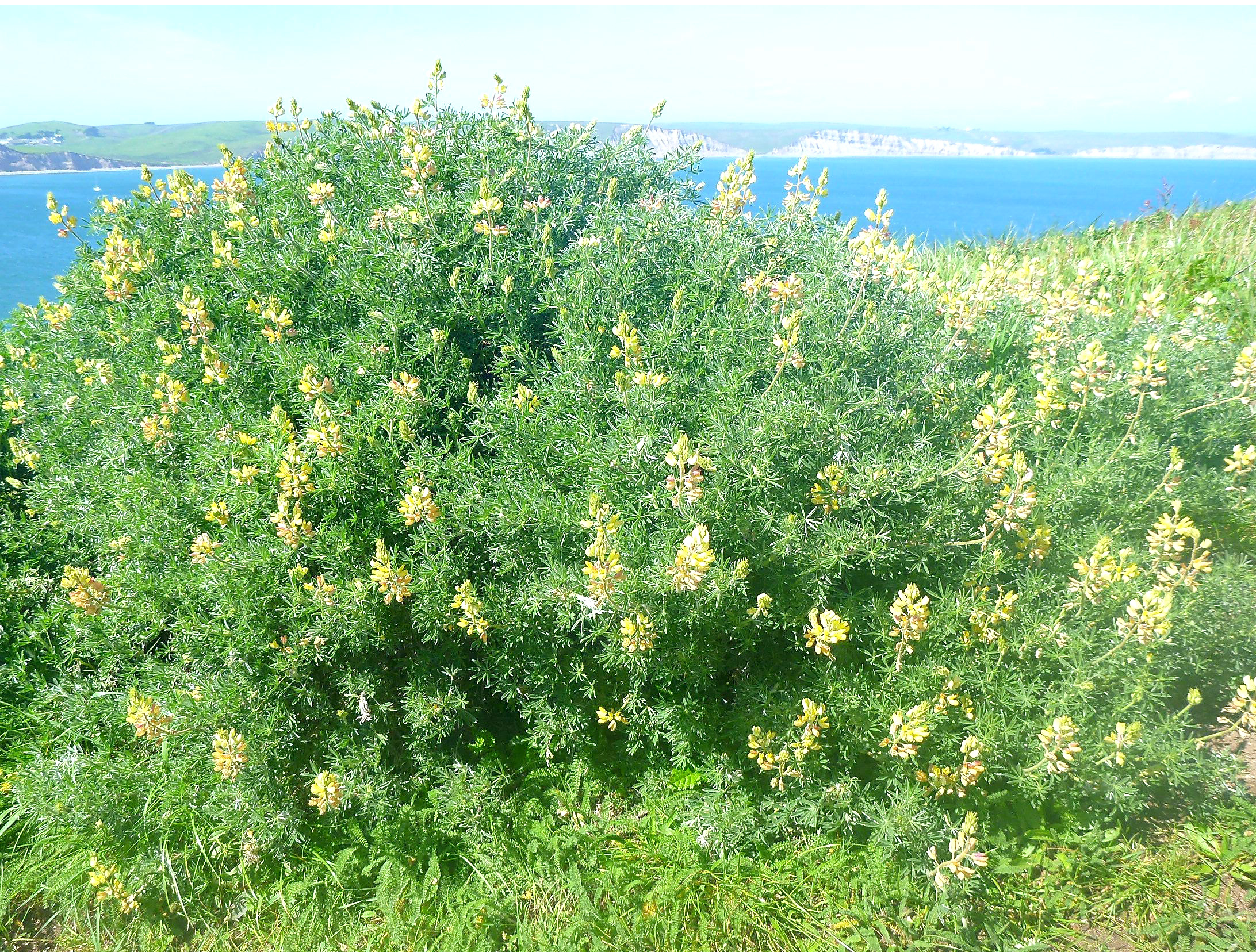 Wildflowers at Point Reyes.
