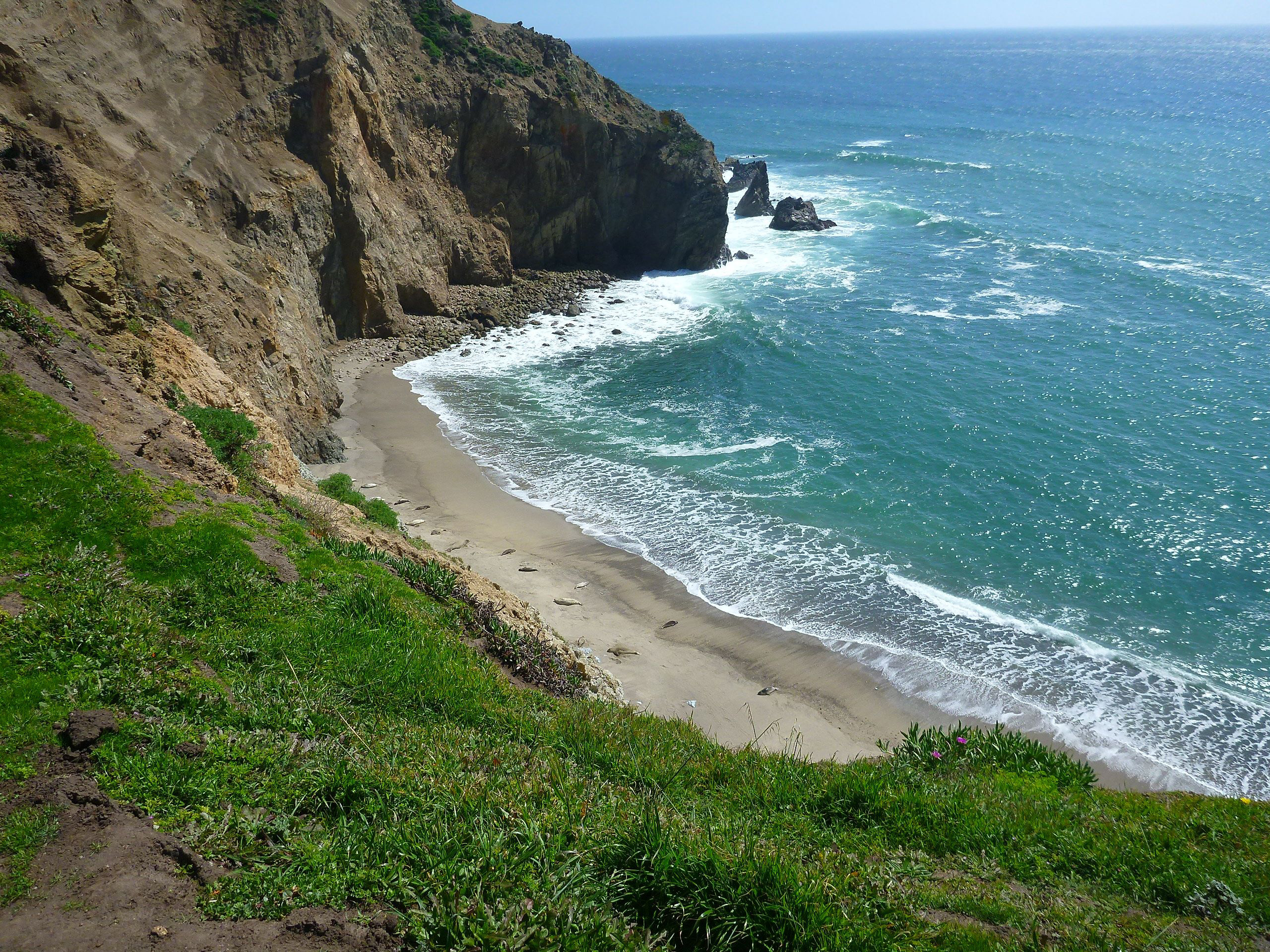 A smaller elephant seal haul out.