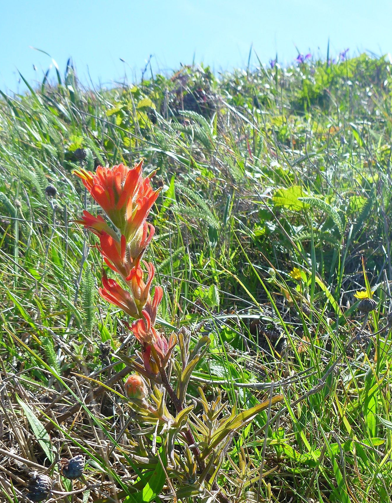 Wildflowers at Point Reyes.