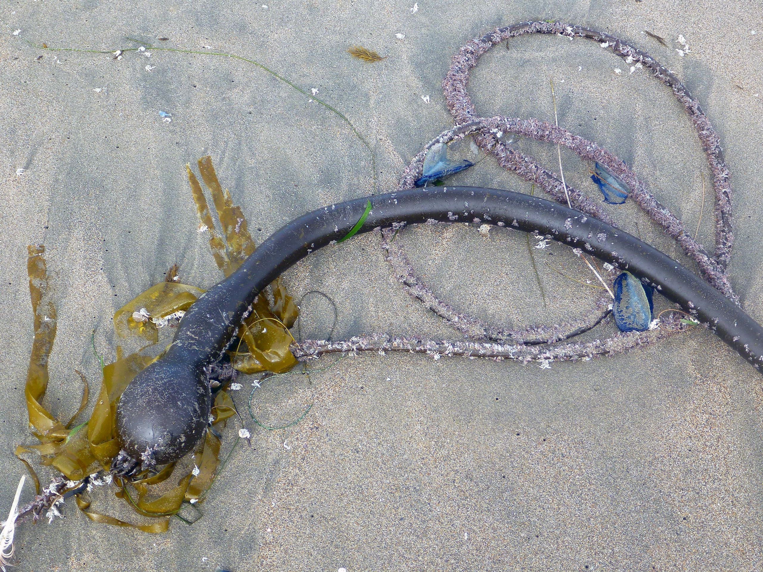 Algae and Vellela art