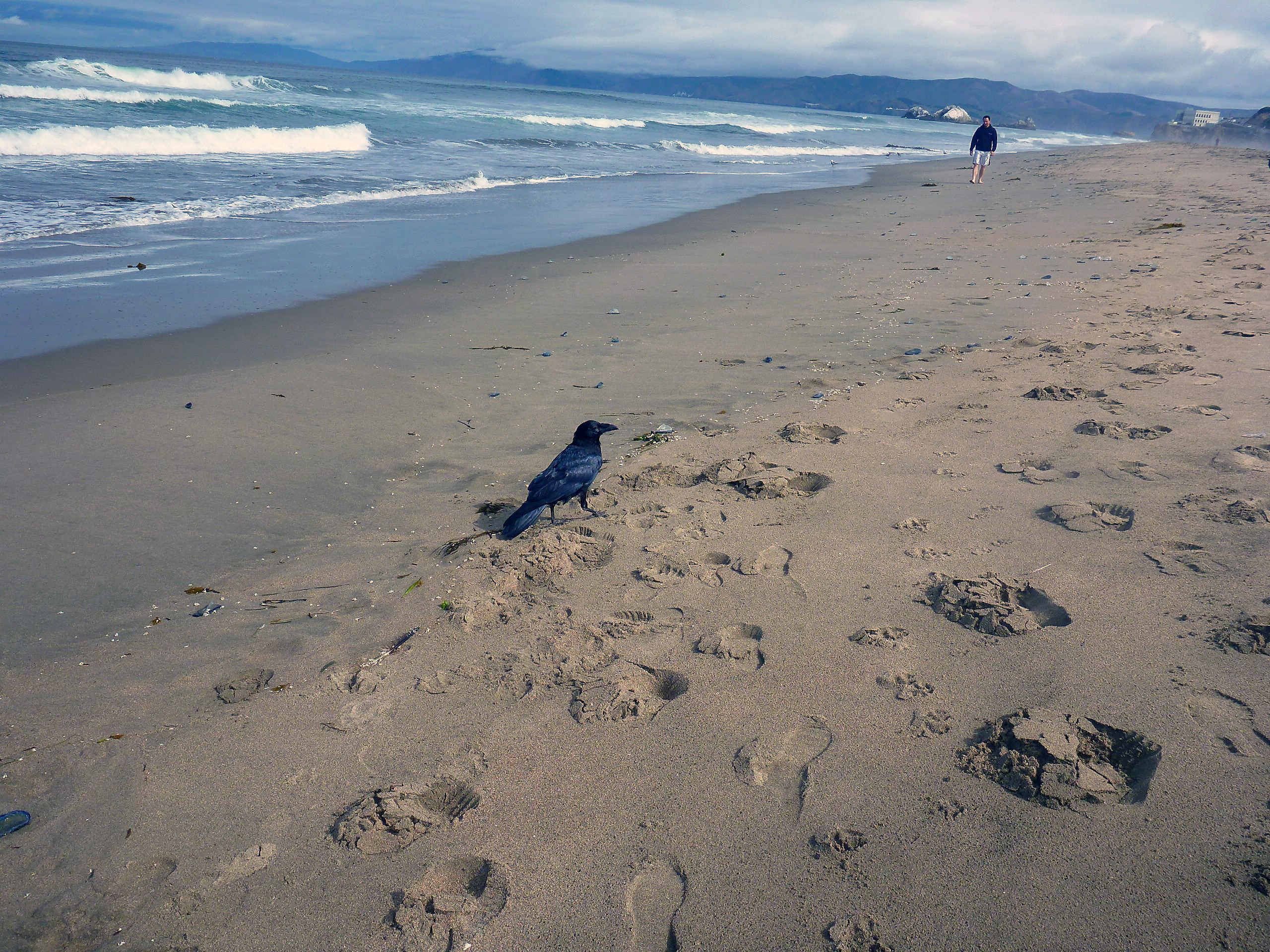 Raven checking out a beachgoer