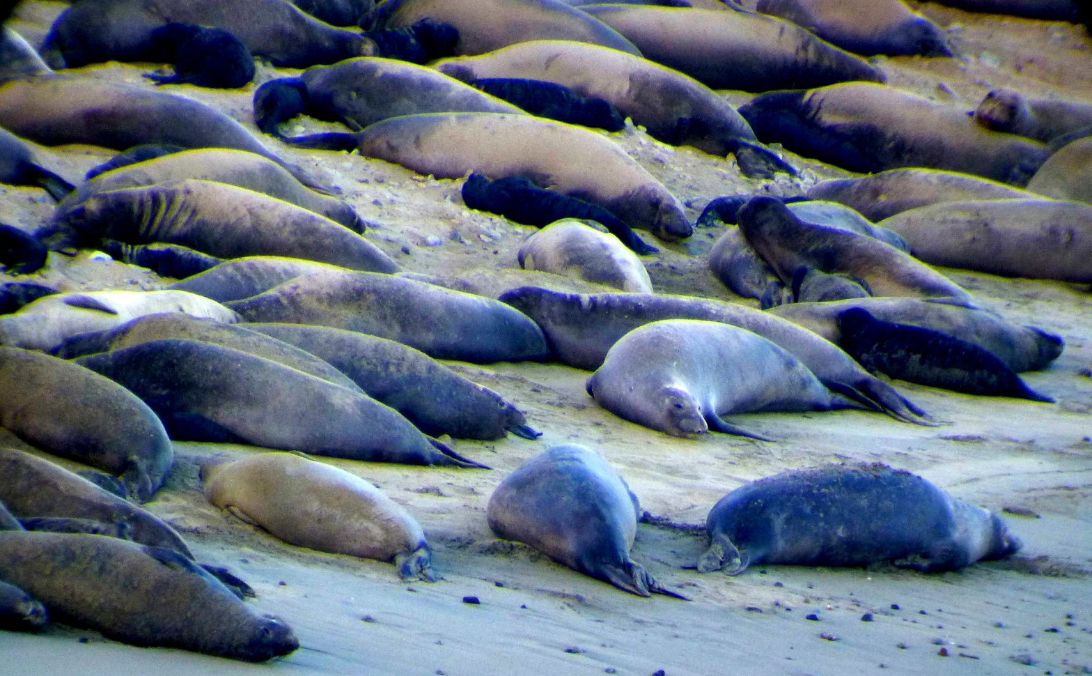 Elephant seals
