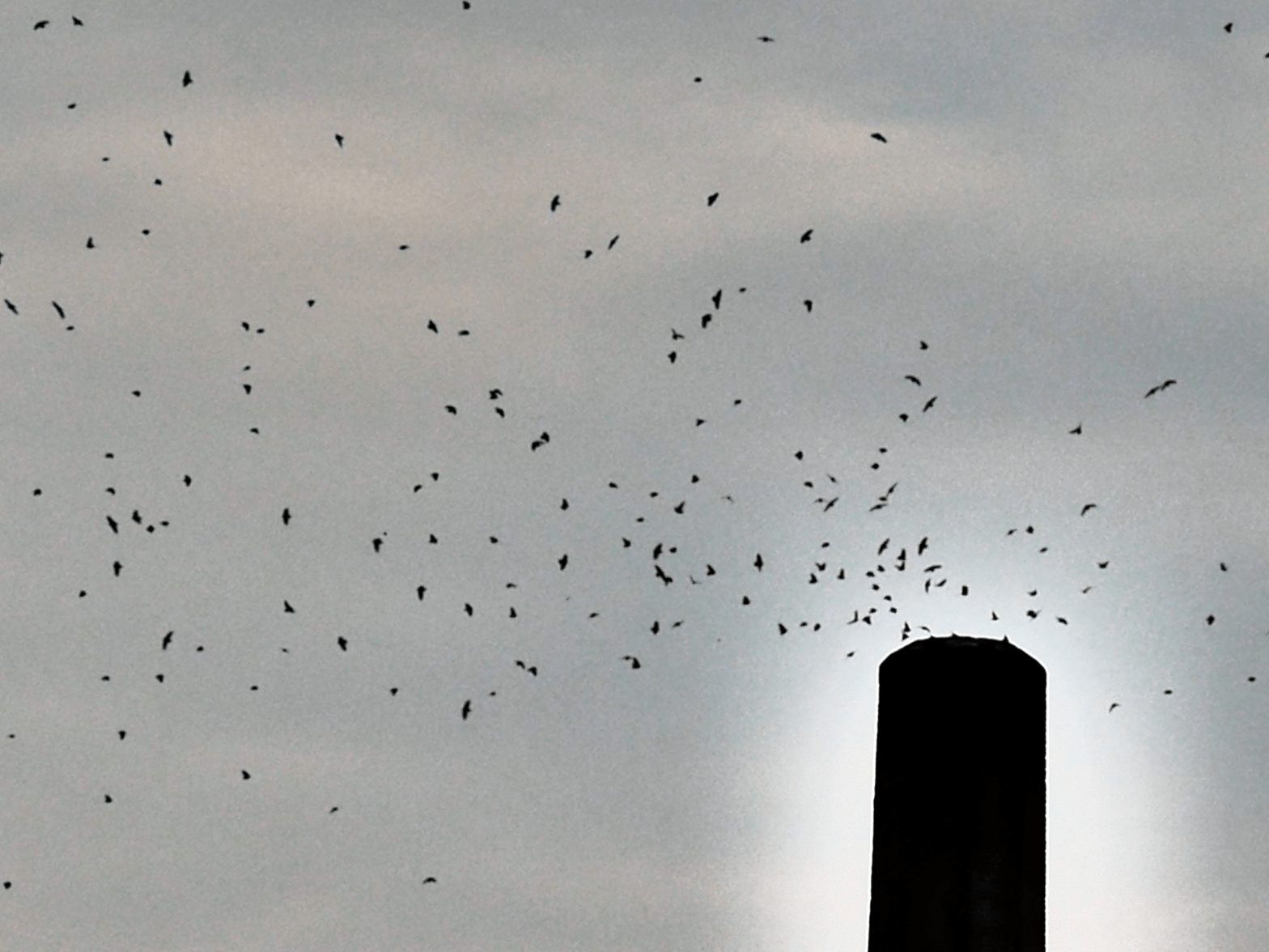 Vaux Swifts in San Rafael